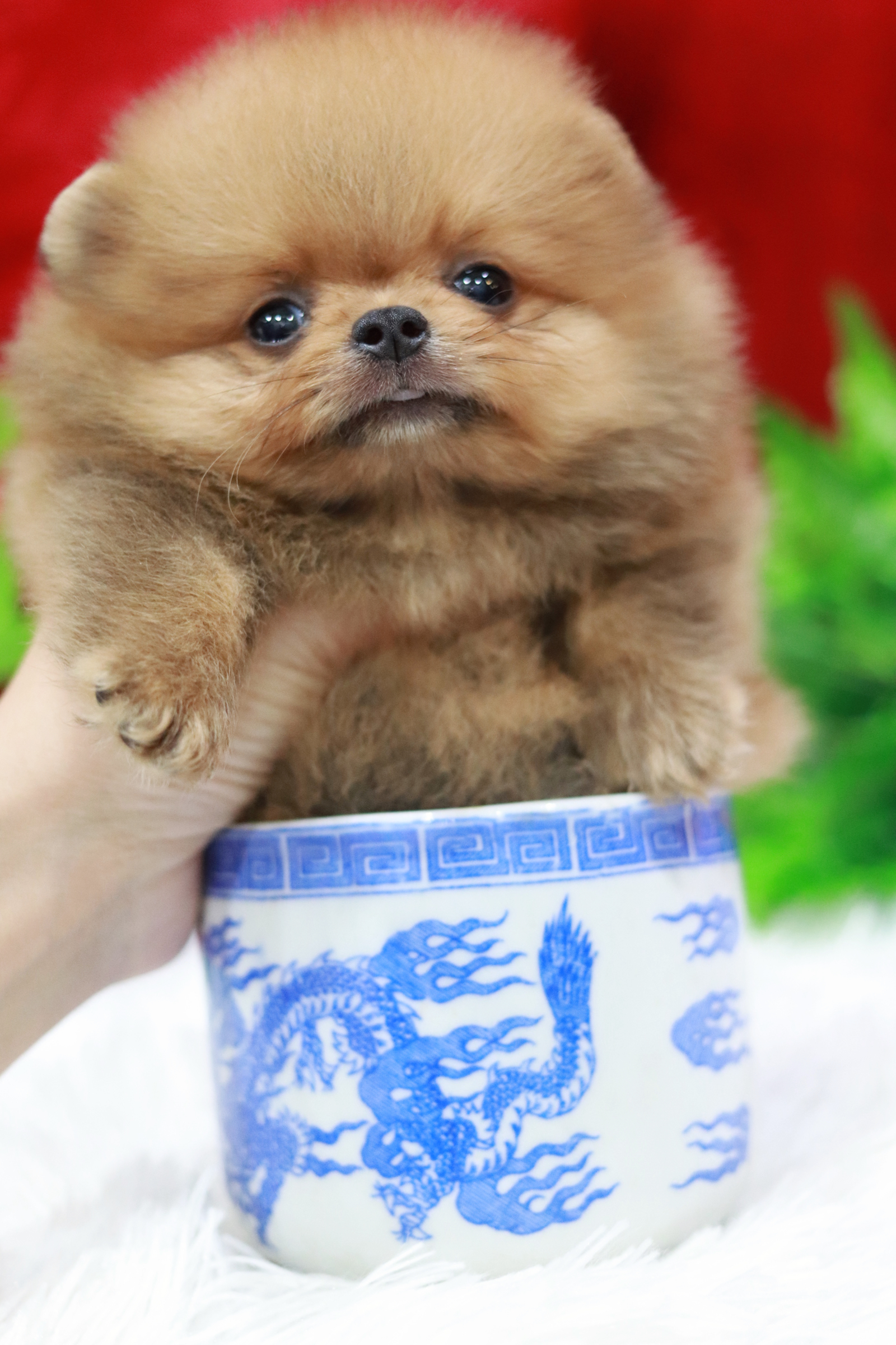 ปอมเมอเรเนียน เพศผู้ สีส้มทีคัพหน้าตุ๊กตา