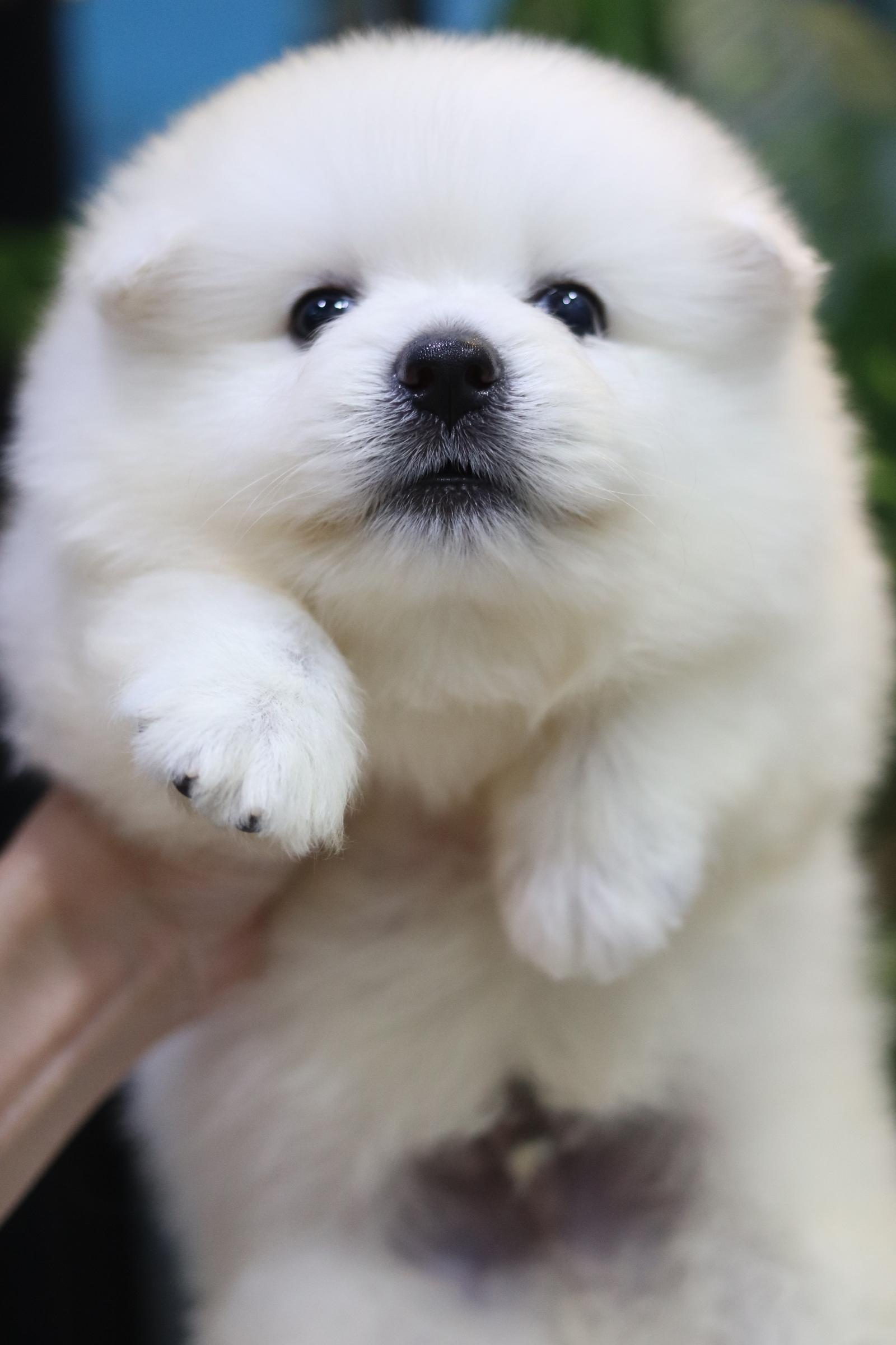 ปอมเมอเรเนียน เพศผู้ เกรดเลี้ยงเล่นไซส์ปกติหน้าฟ็อก