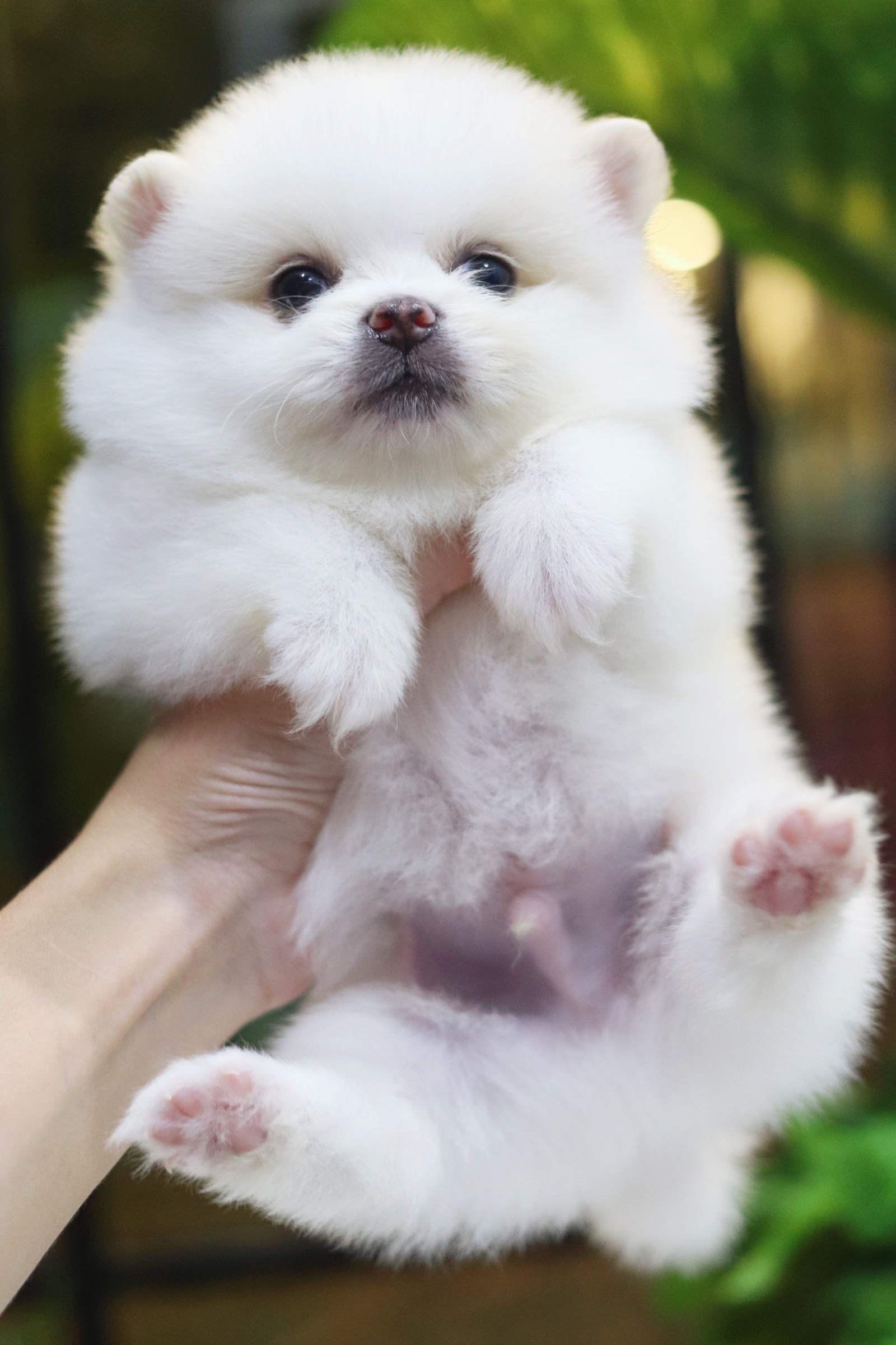 ปอมเมอเรเนียน เพศผู้ สีขาวครีมหน้าฟ็อก