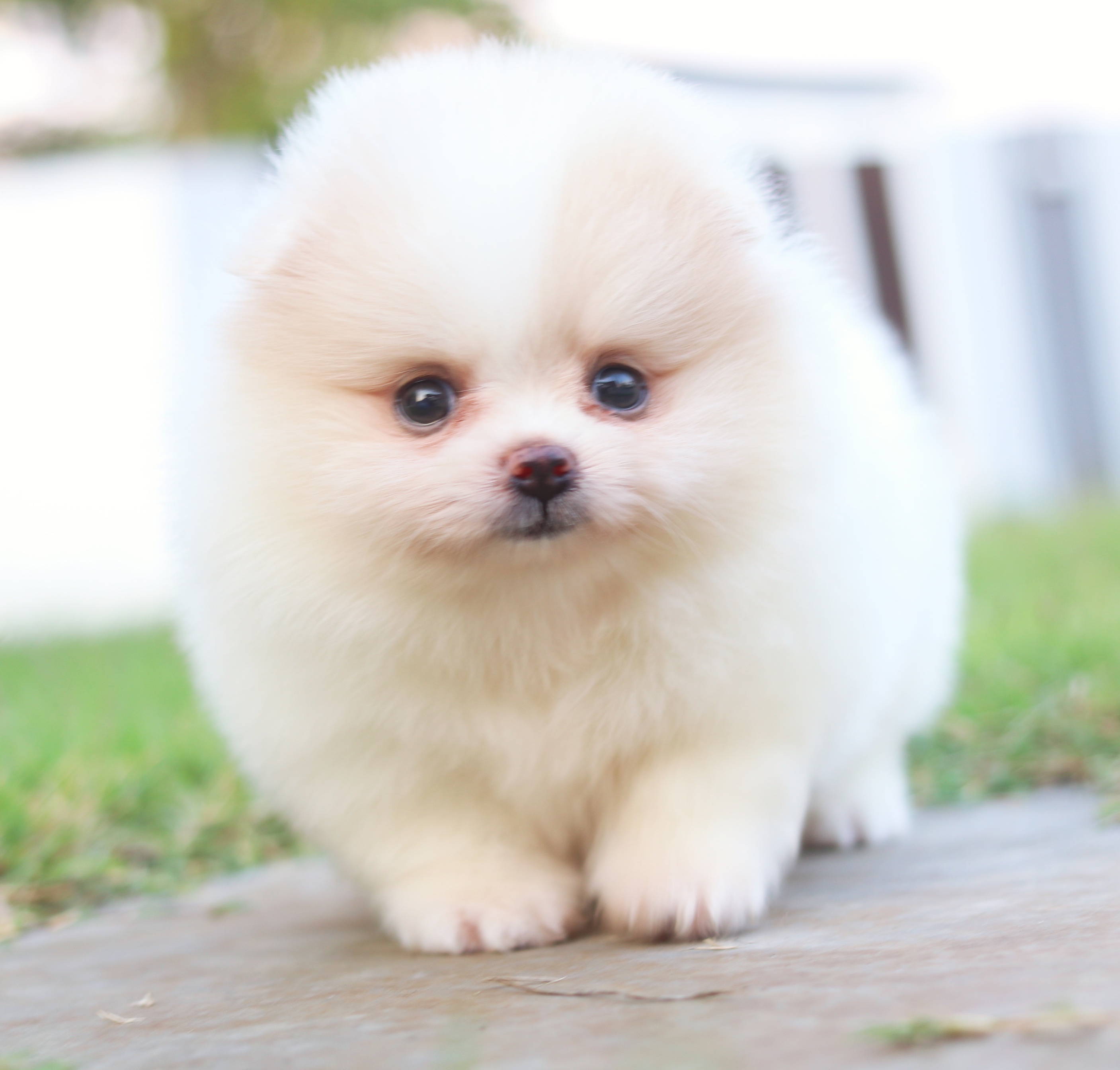 ปอมเมอเรเนียน เพศเมียสีแฟนซีเกรดโชว์