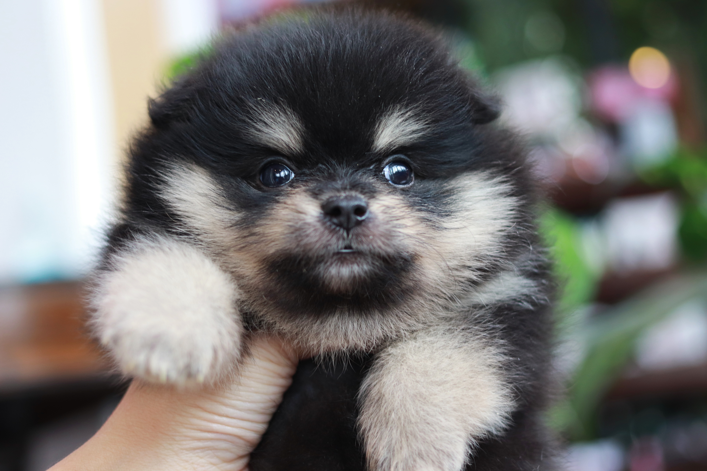 ปอมเมอเรเนียน เพศแบล็คแทนเมียมาร์คครบทุกจุดหน้าฟ็อก