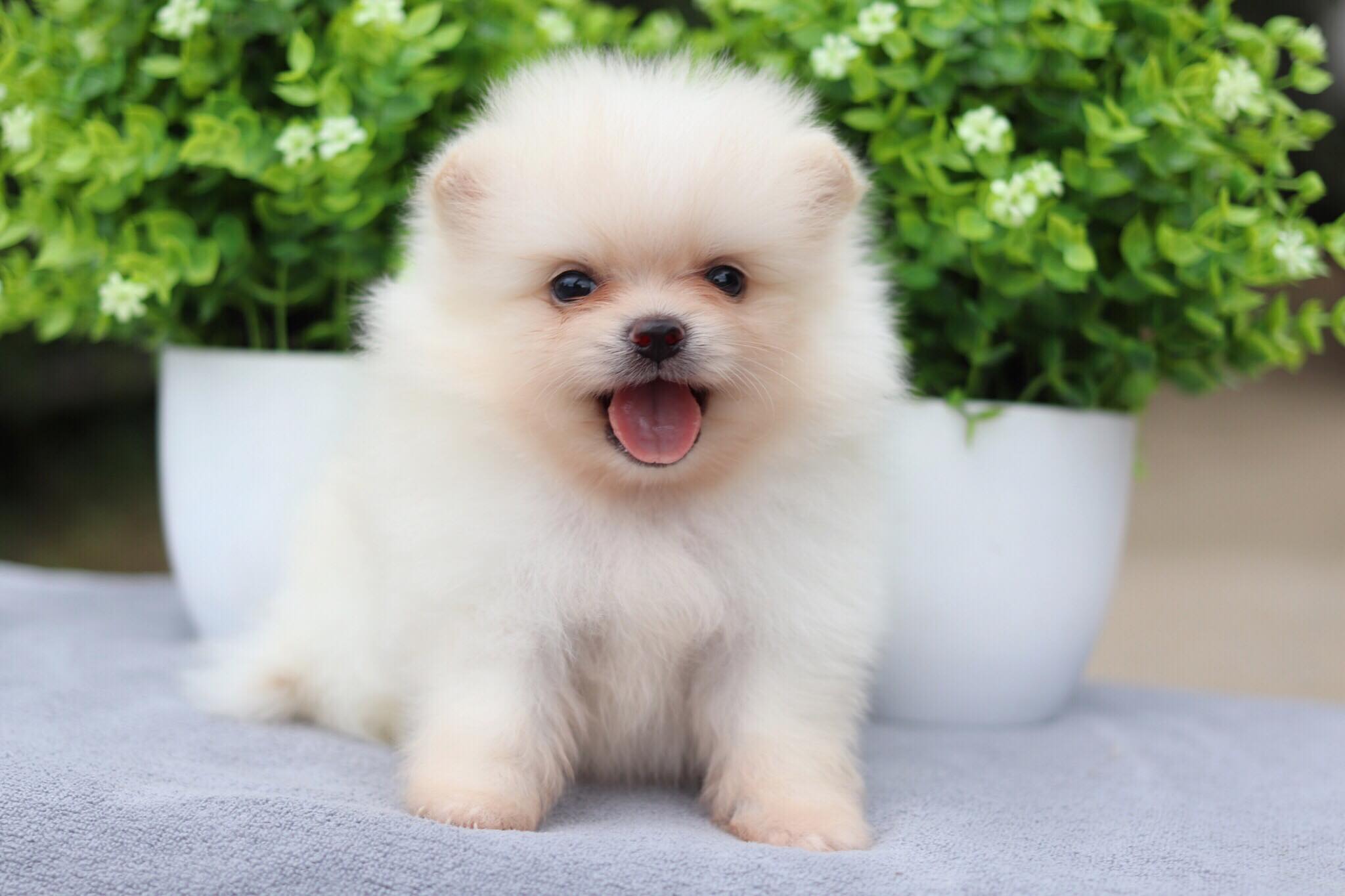 ปอมเมอเรเนียน เพศผู้