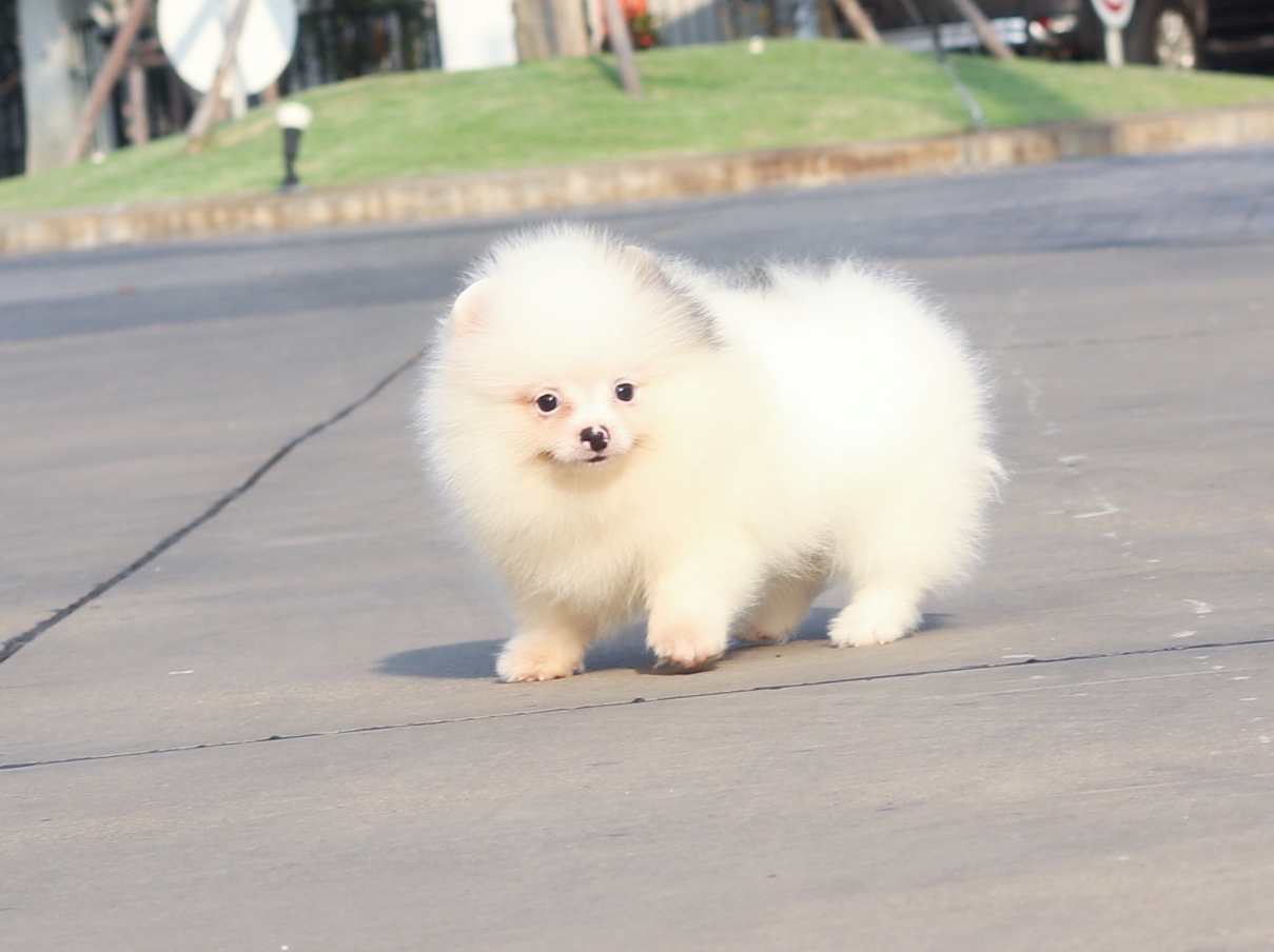 ปอมเมอเรเนียน เพศผู้สีแฟนซี