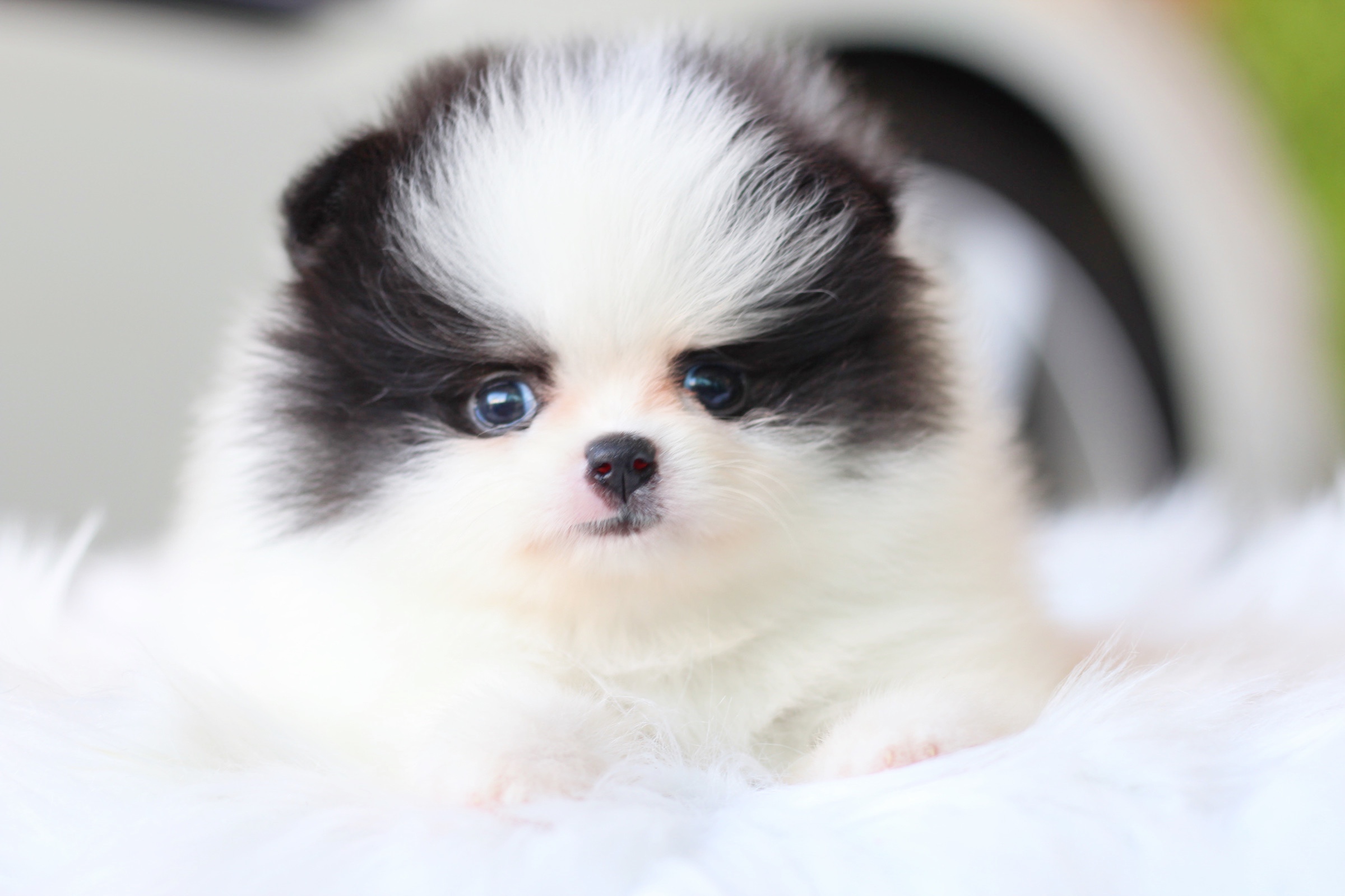 ปอมเมอเรเนียน เพศเมียสีแฟนซี