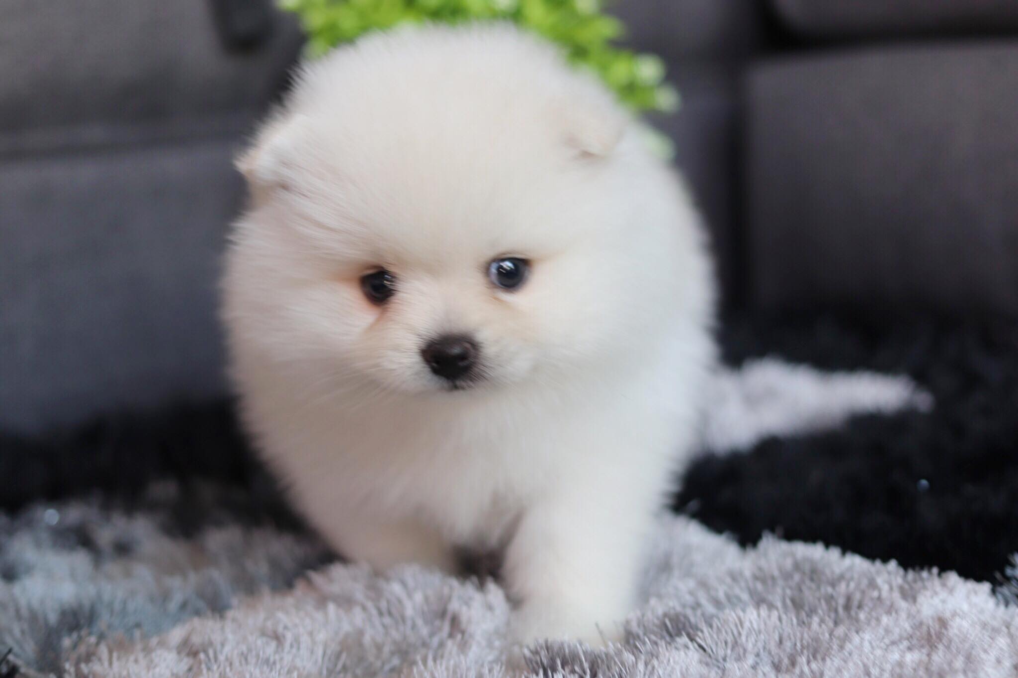 ปอมเมอเรเนียน เพศผู้