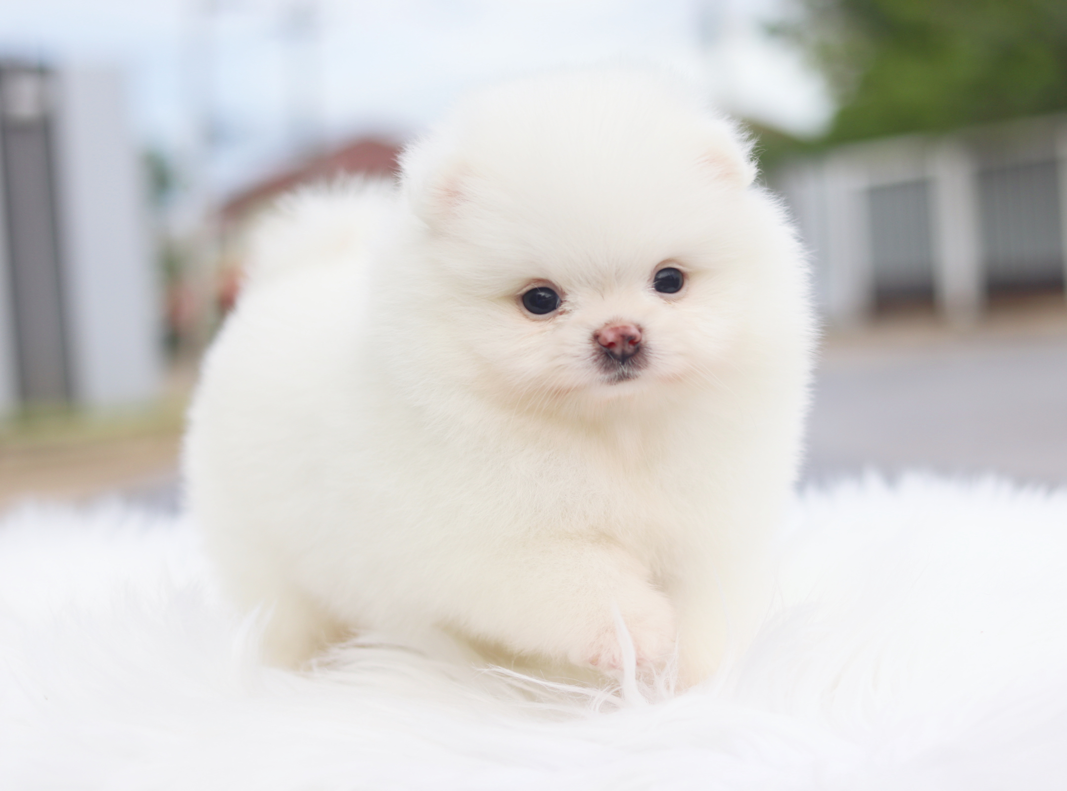 ปอมเมอเรเนียน เพศเมียสีขาวครีม