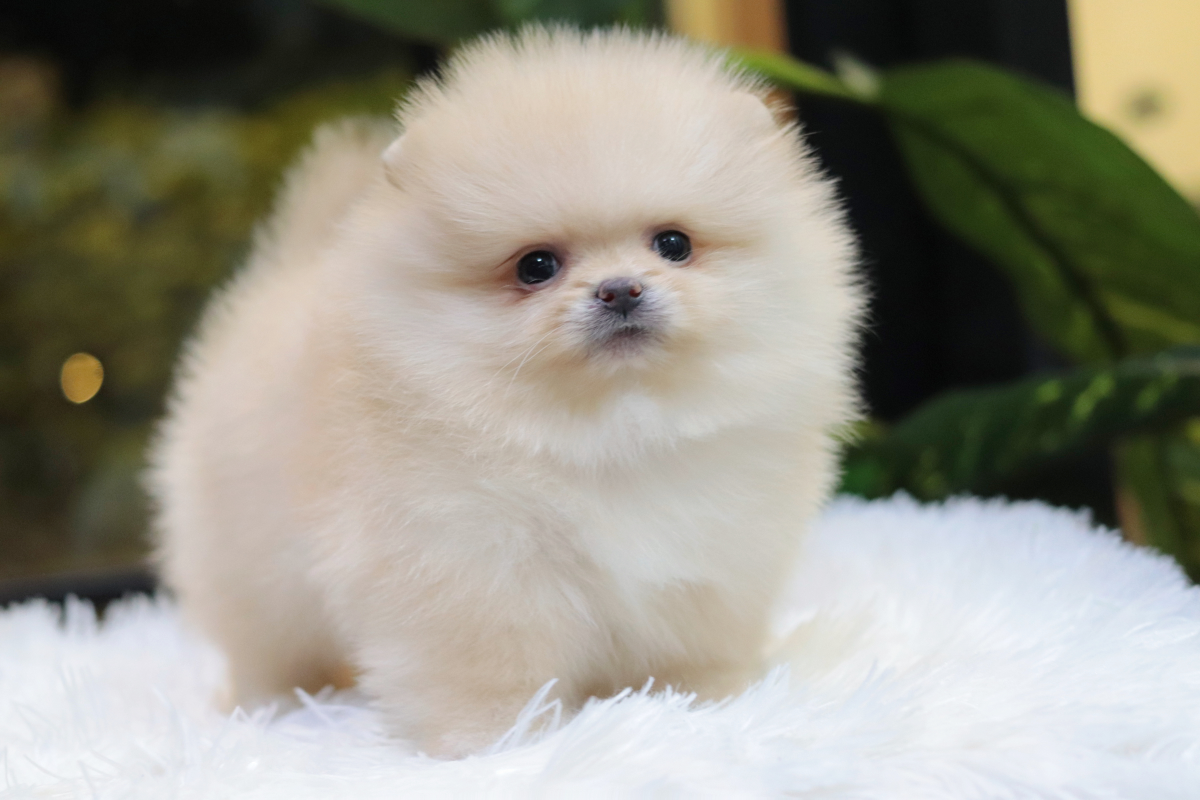 ปอมเมอเรเนียน เพศผู้ สีครีม ไซส์ทีคัพ