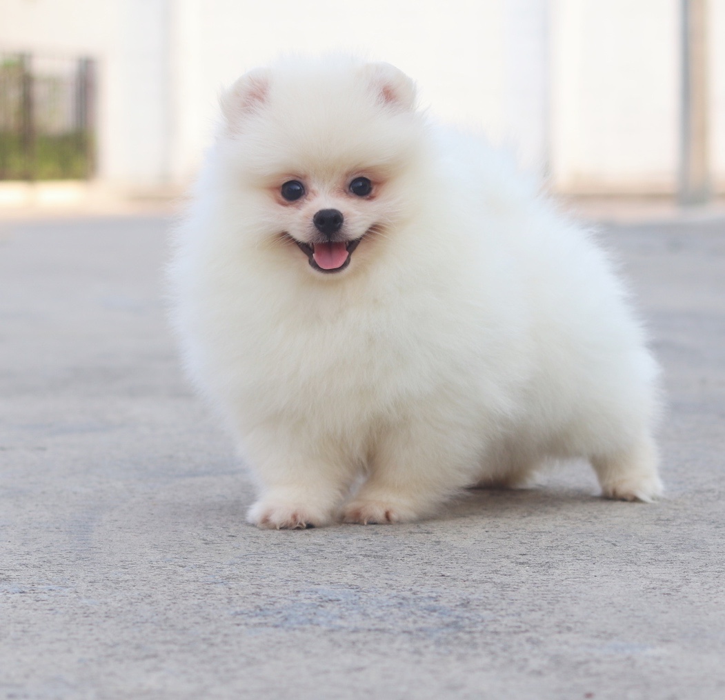 ปอมเมอเรเนียน เพศผู้ ขาวครีม