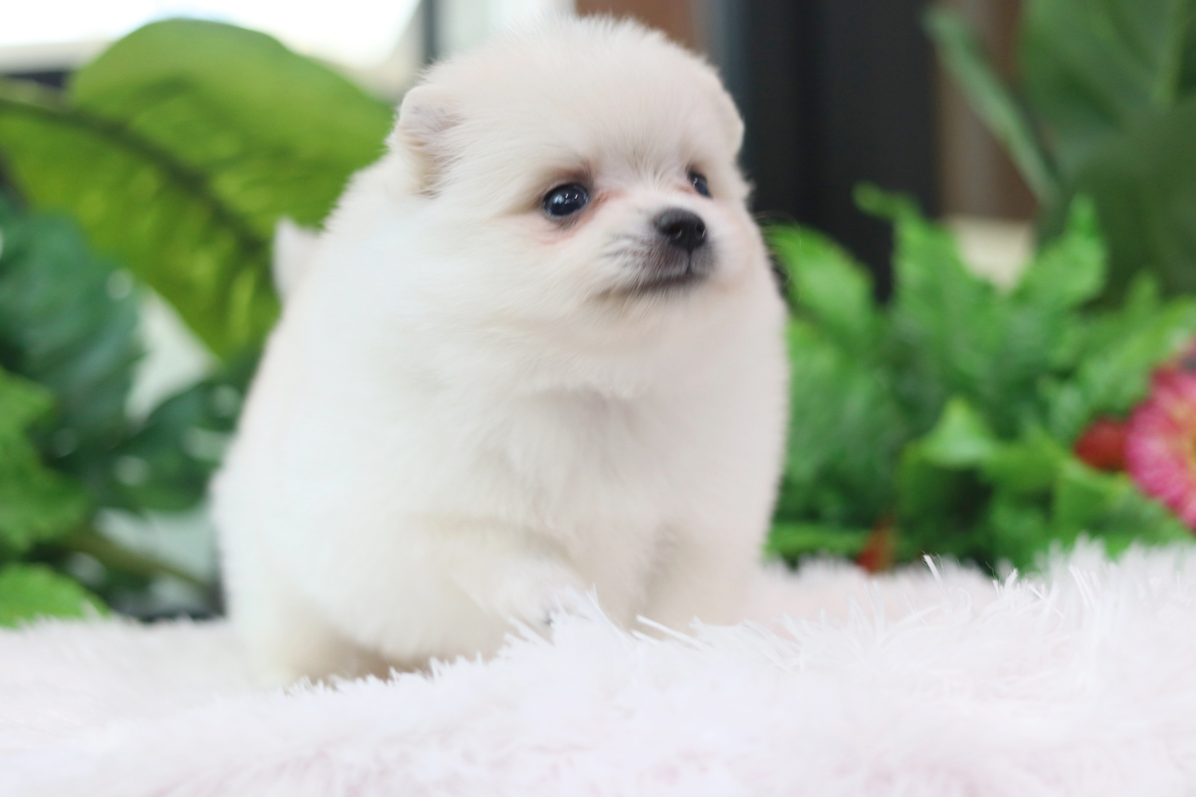 ปอมเมอเรเนียน เพศผู้ สีขาวครีม