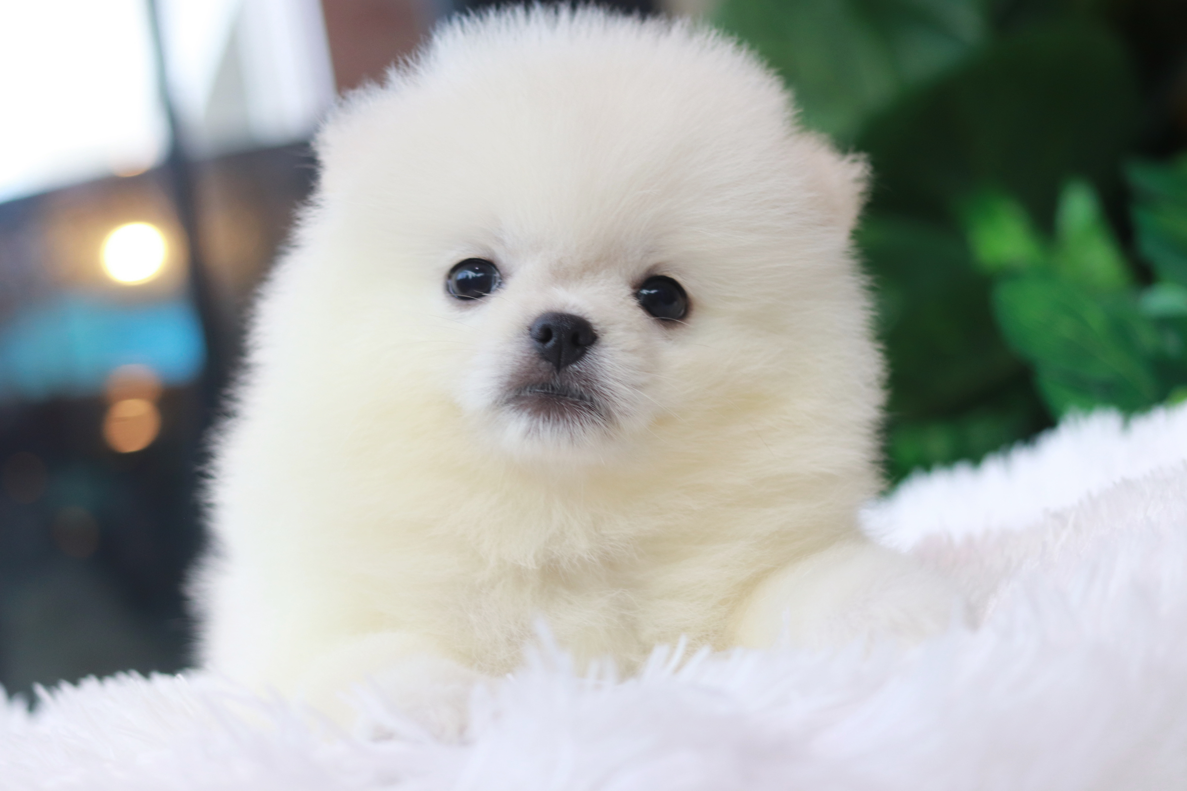 ปอมเมอเรเนียน เพศเมีย สีขาวหน้าตุ๊กตา