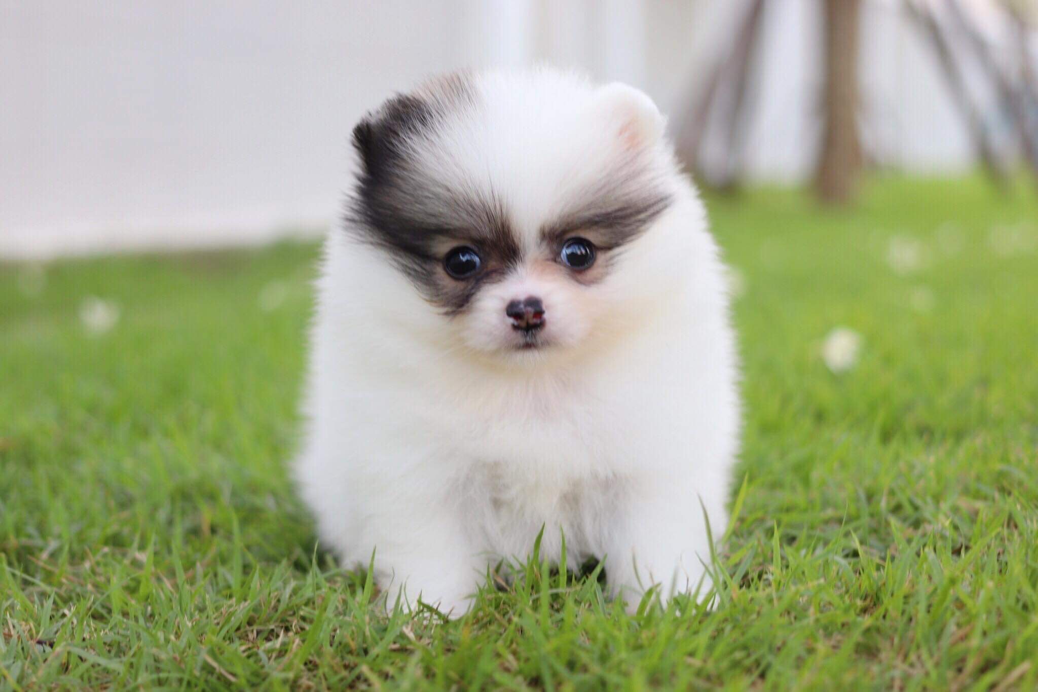 ปอมเมอเรเนียน เพศผู้ปาตี้