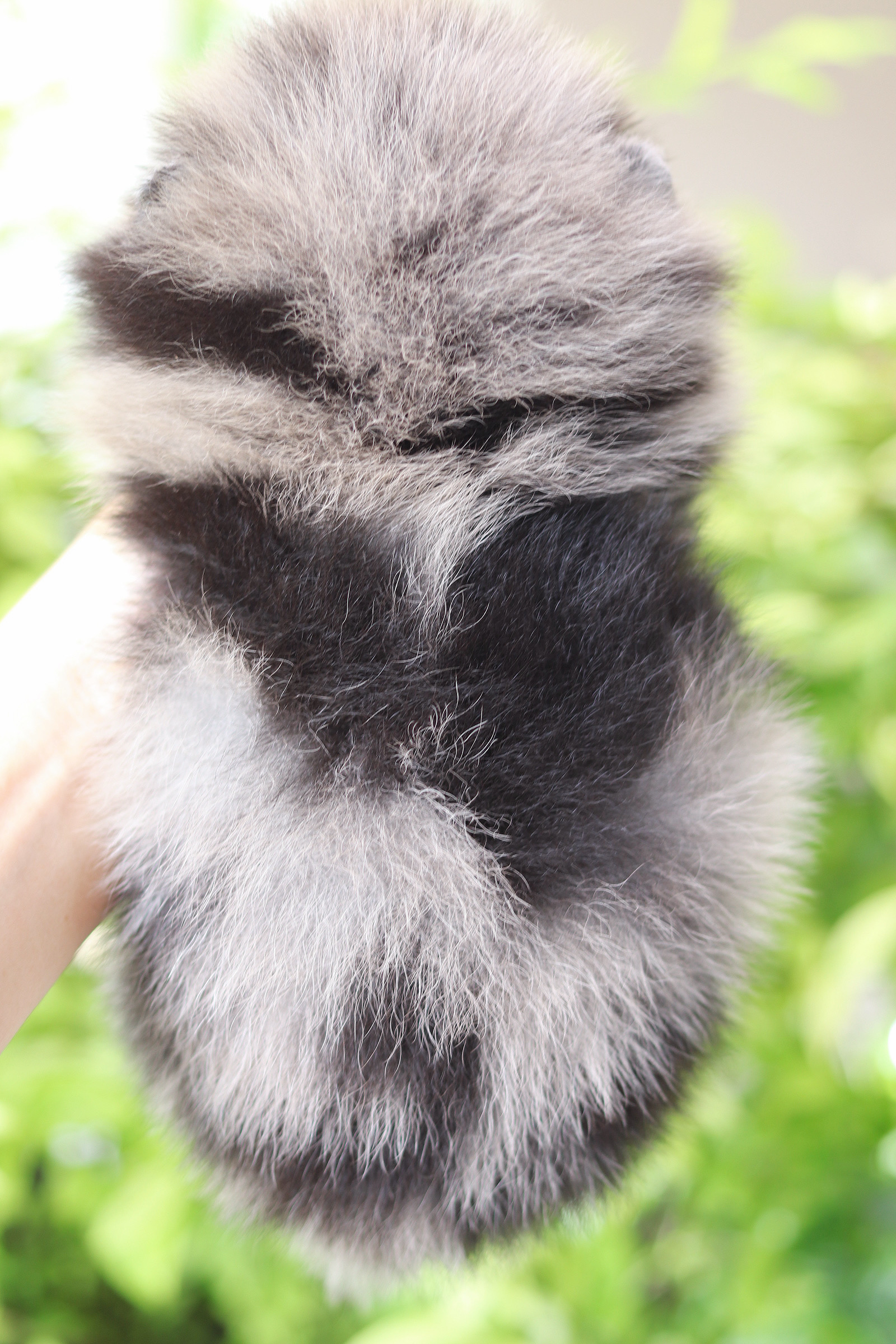 ปอมเมอเรเนียน เพศผู้ สีเมอร์เร่