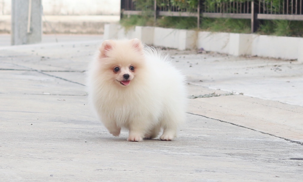 ปอมเมอเรเนียน เพศผู้ขาวครีม