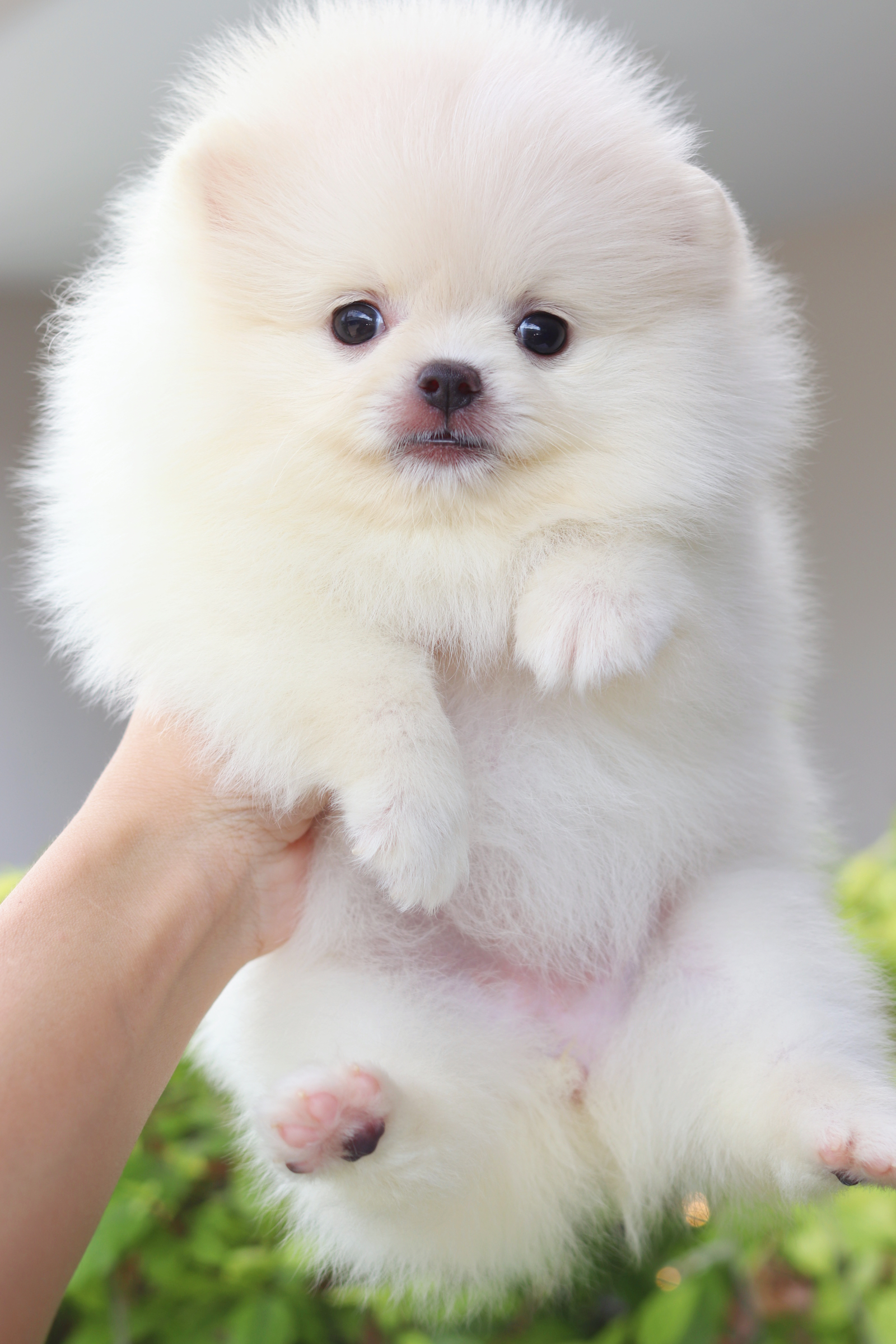 ปอมเมอเรเนียน เพศเมียสีขาวครีม