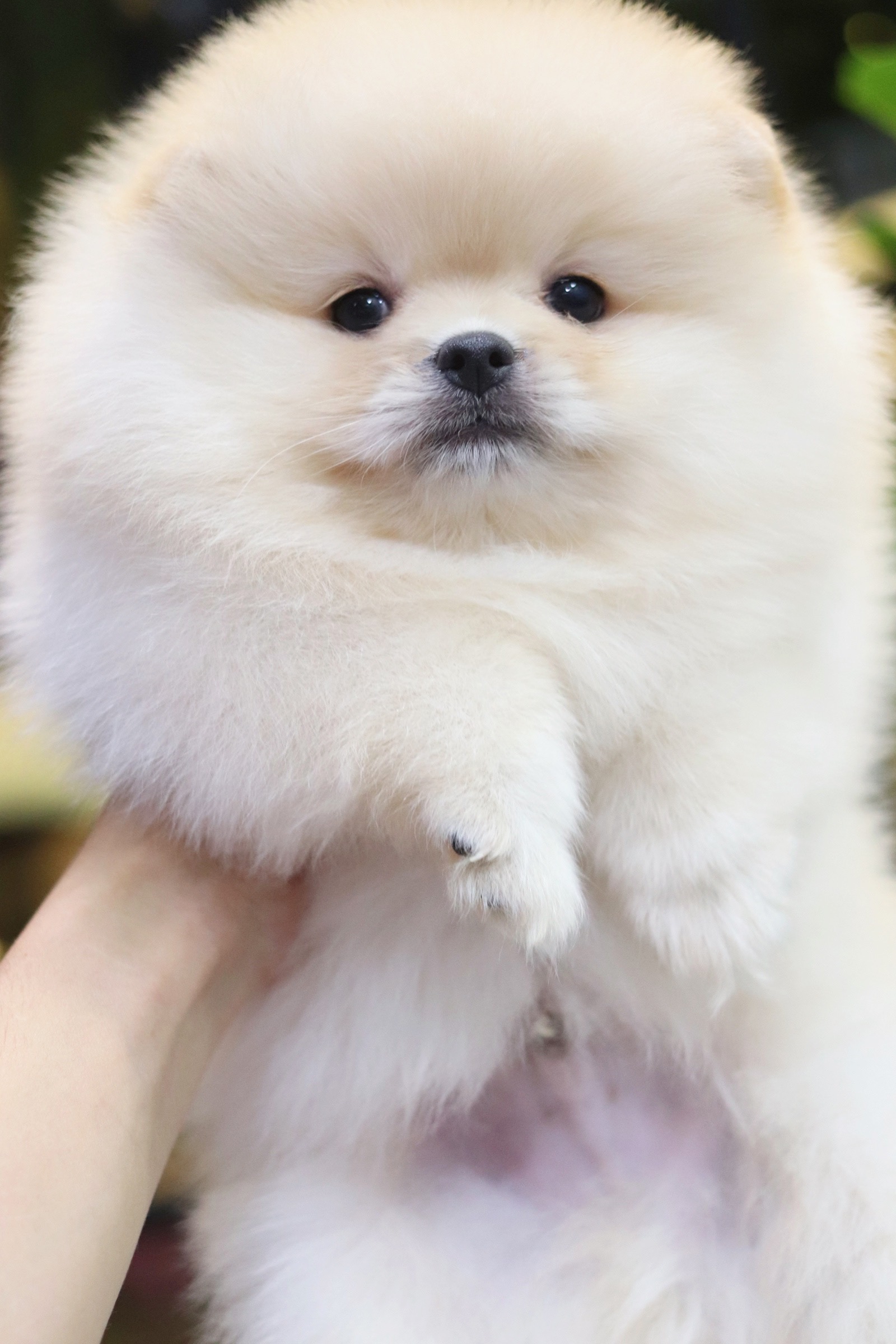 ปอมเมอเรเนียน เพศผู้ขาวครีม