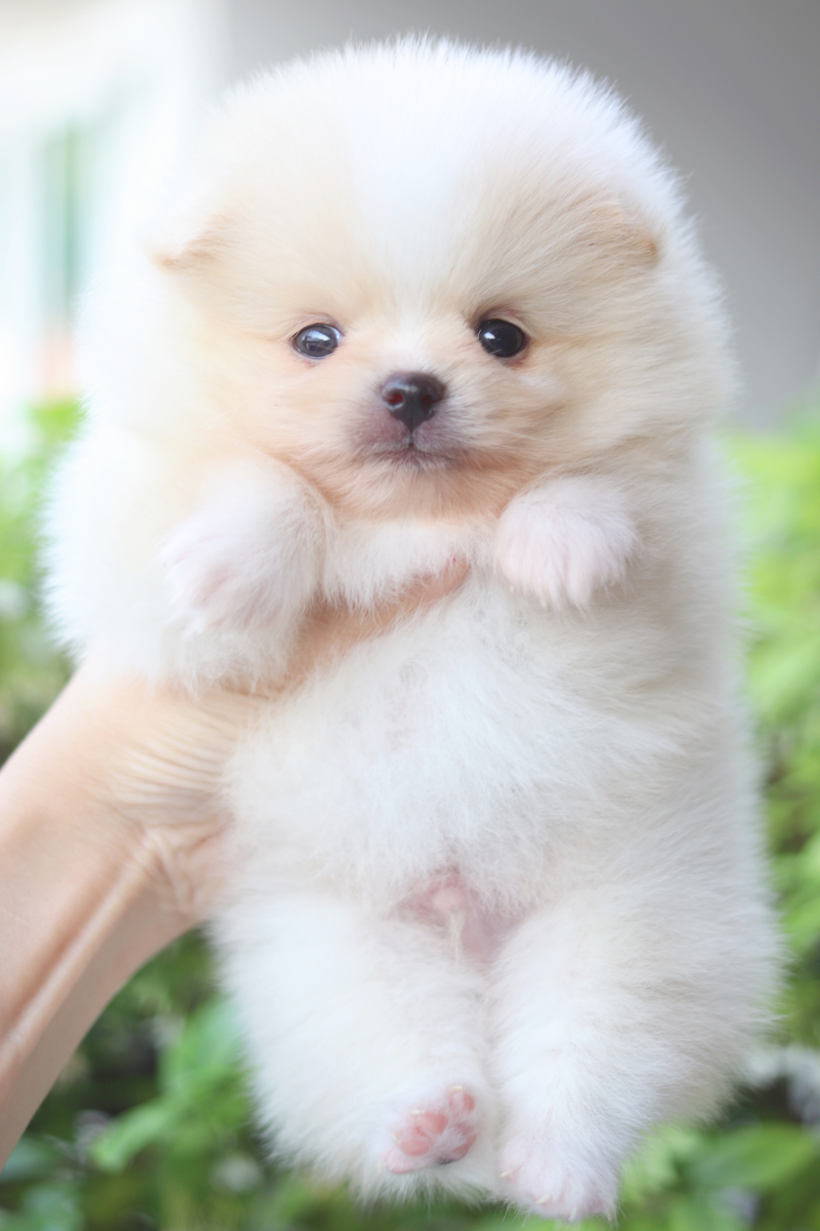 ปอมเมอเรเนียน เพศผู้สีครีม