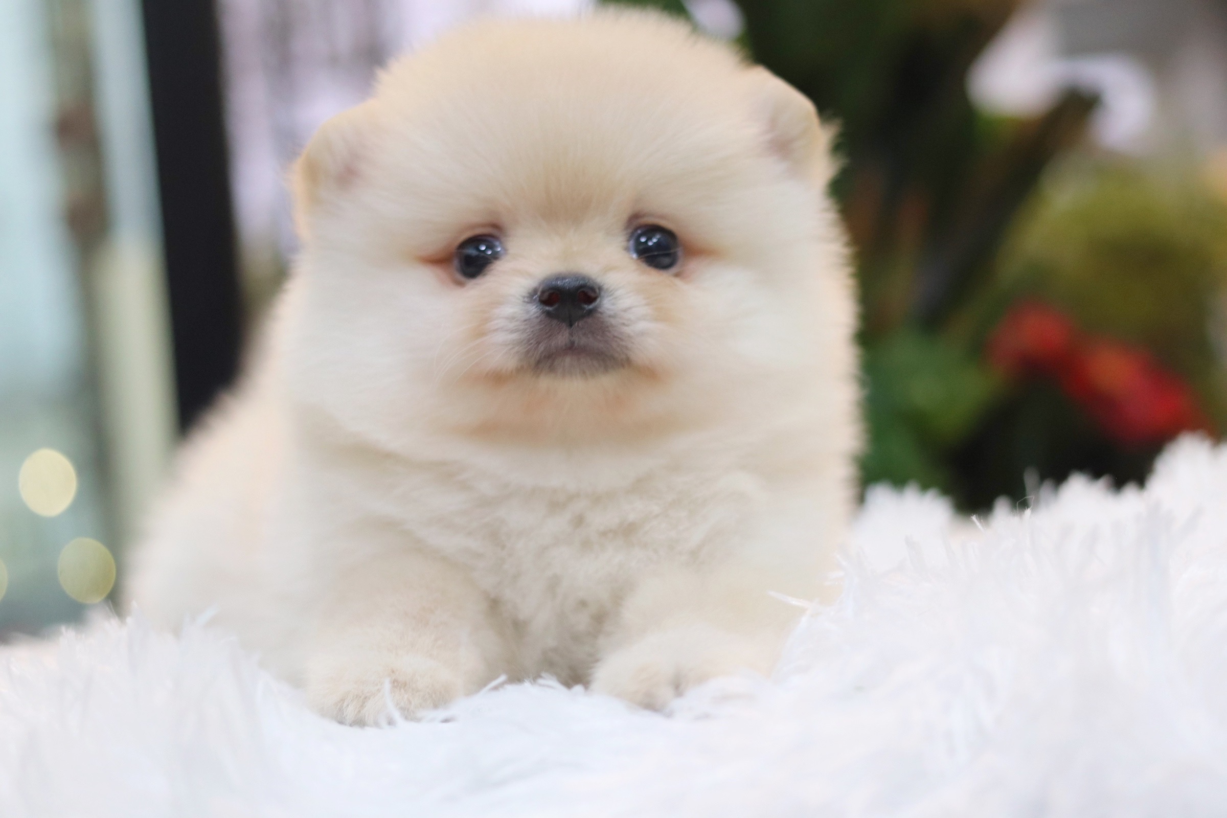 ปอมเมอเรเนียน เพศผู้ สีขาวครีม