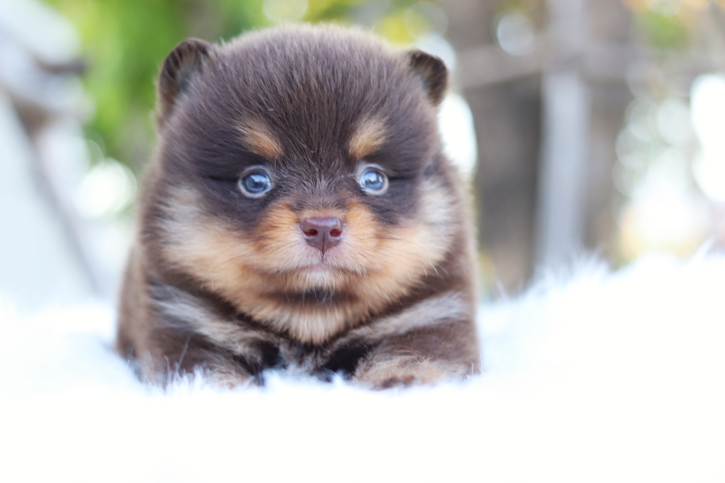 ปอมเมอเรเนียน เพศผู้ สีช็อคแทน