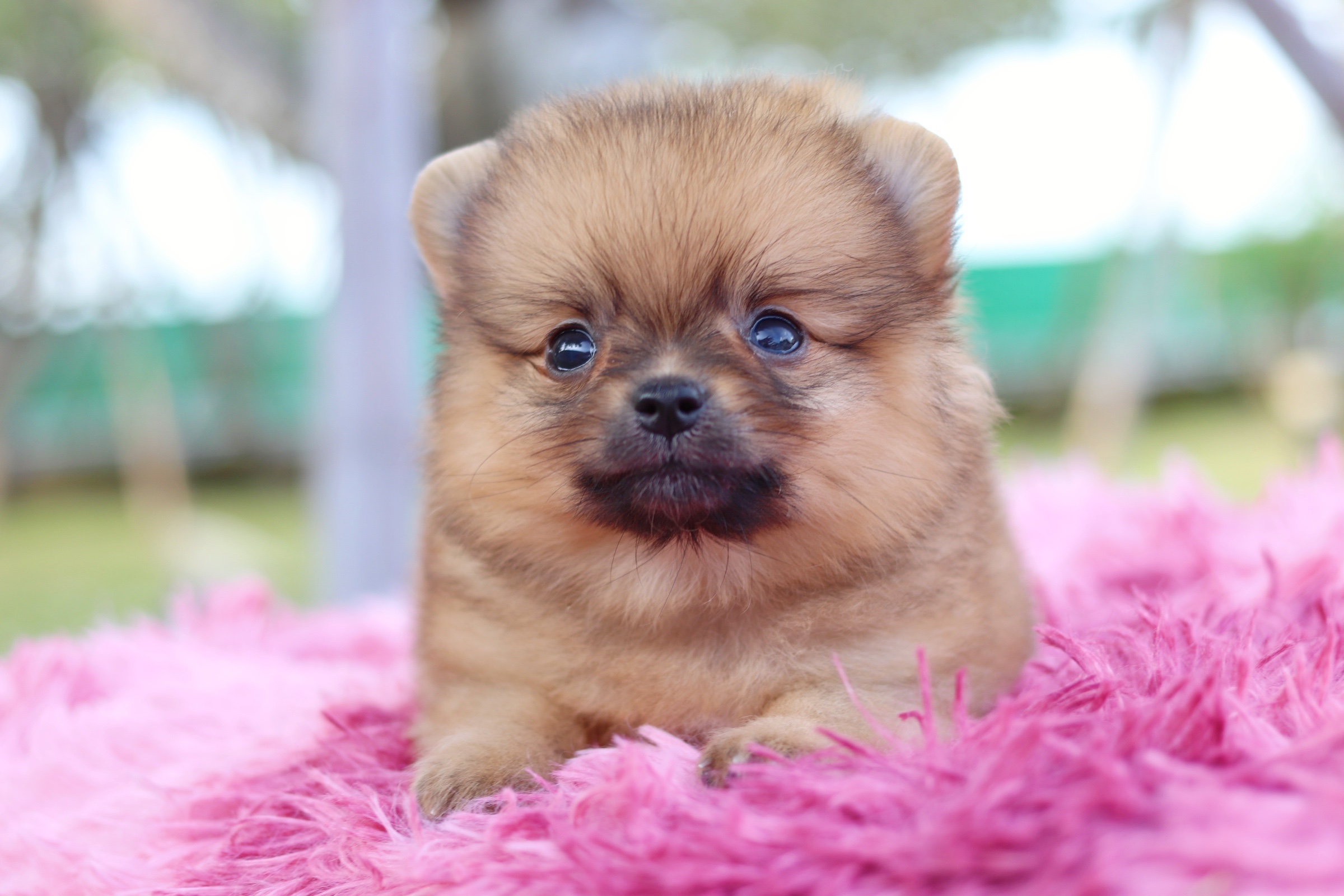 ปอมเมอเรเนียน เพศผู้ สีส้ม