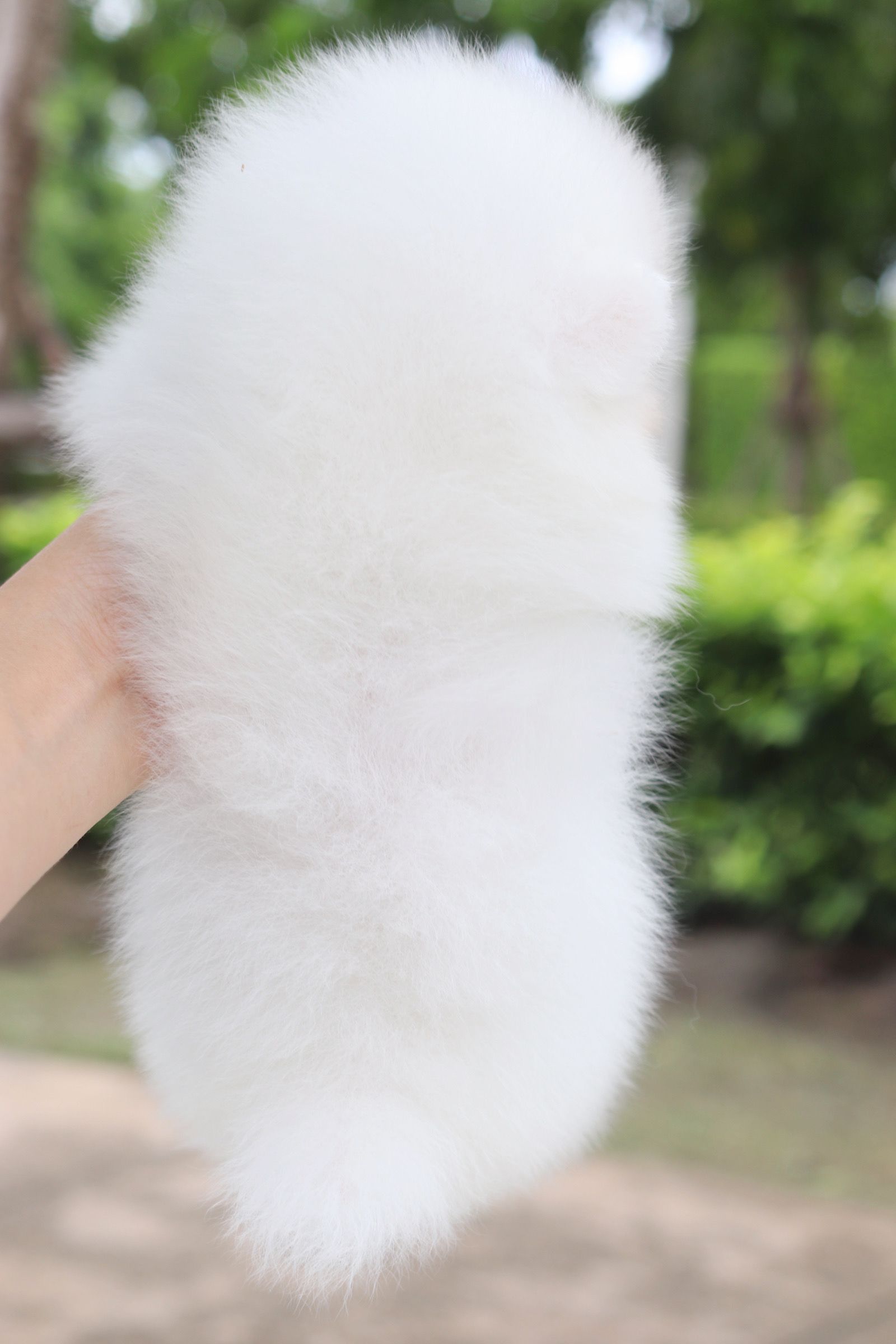 ปอมเมอเรเนียน เพศผู้ สีขาว เกรดโชว์ ลูกพ่อเกาหลี