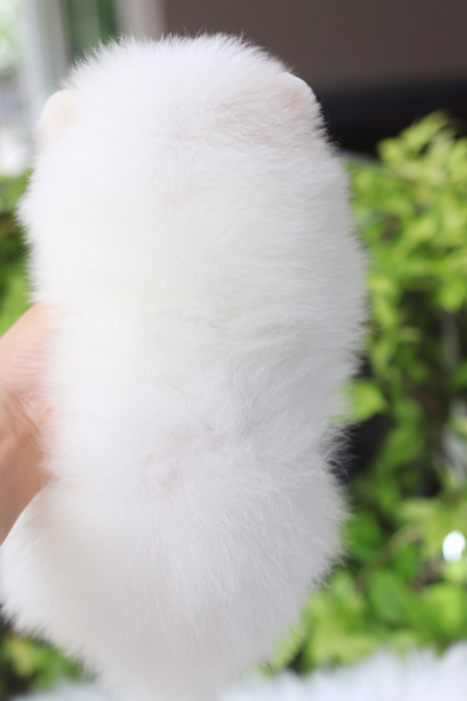 ปอมเมอเรเนียน เพศเมียสีขาวครีมเกรดโชว์