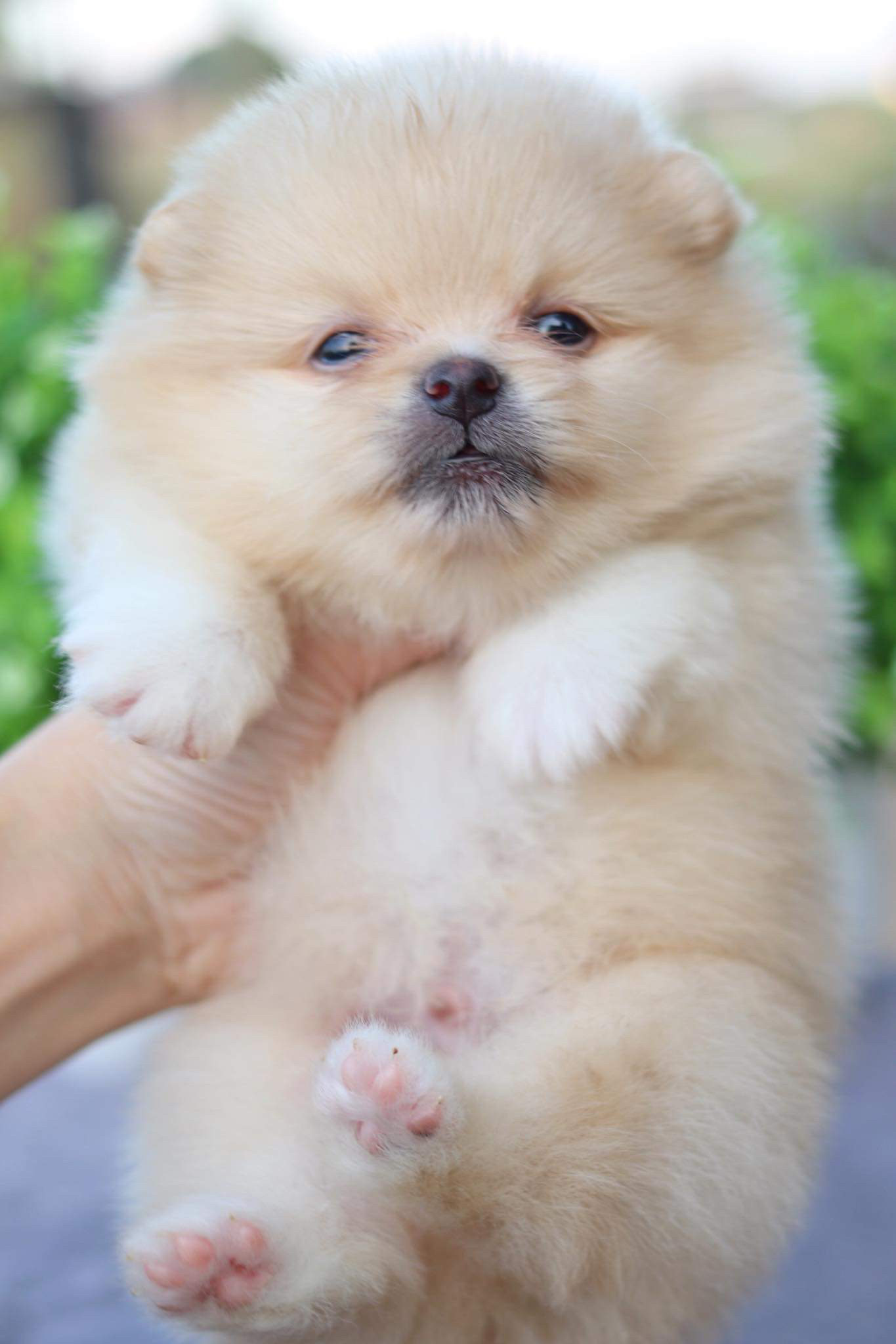 ปอมเมอเรเนียน เพศผู้