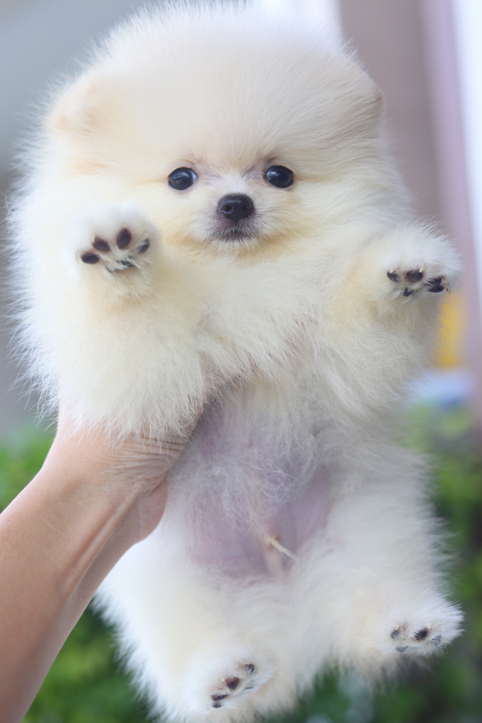 ปอมเมอเรเนียน เพศผู้สีขาวครีมไซส์เล็ก