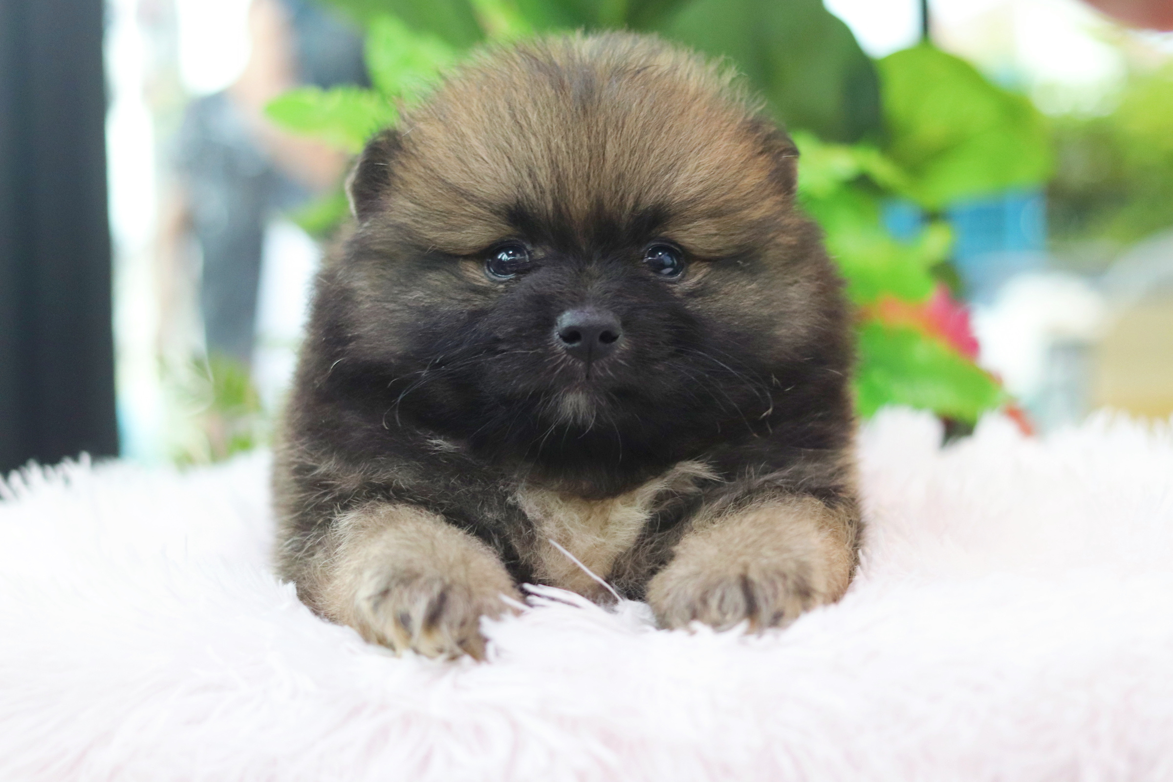 ปอมเมอเรเนียน เพศผู้ สีส้ม