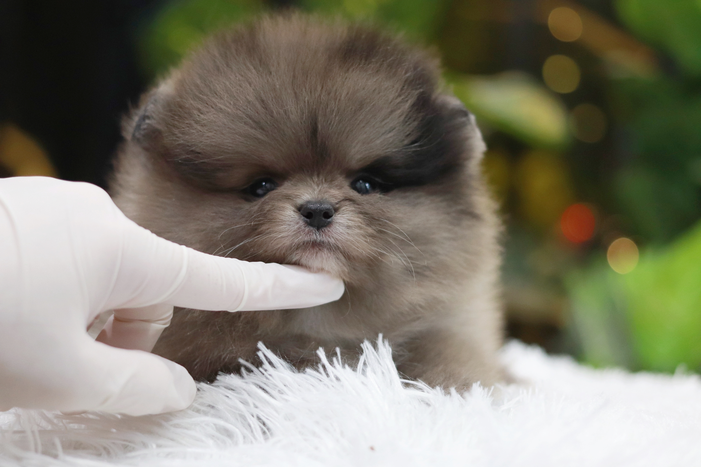 ปอมเมอเรเนียน เพศผู้ เมอร์เร่