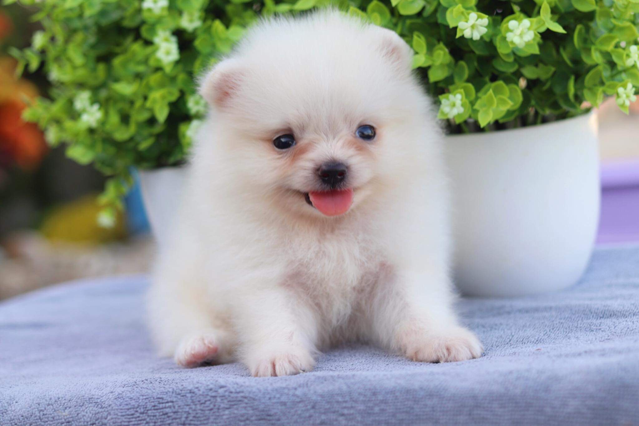 ปอมเมอเรเนียน เพศผู้