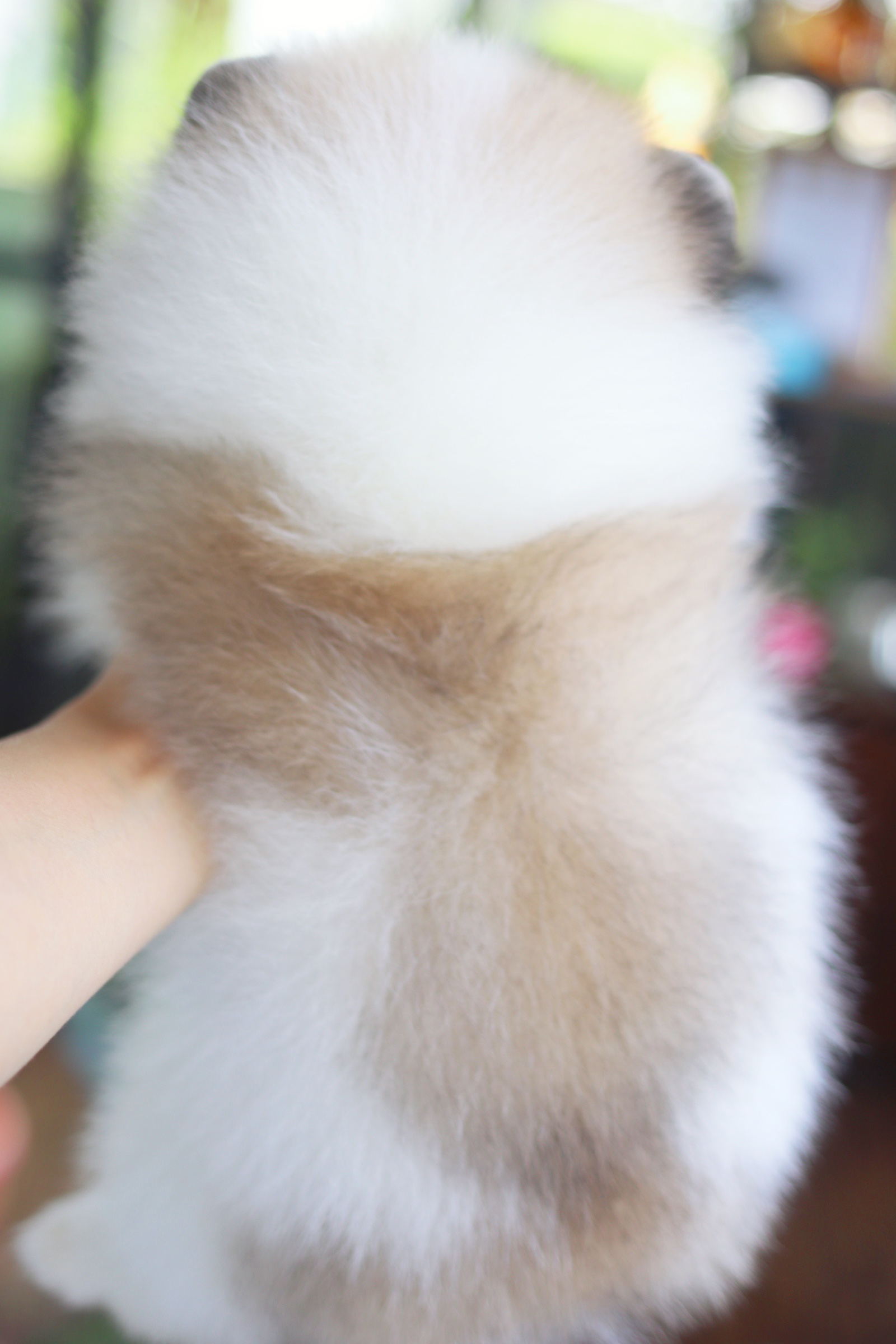 ปอมเมอเรเนียน เพศเมีย สีแฟนซี