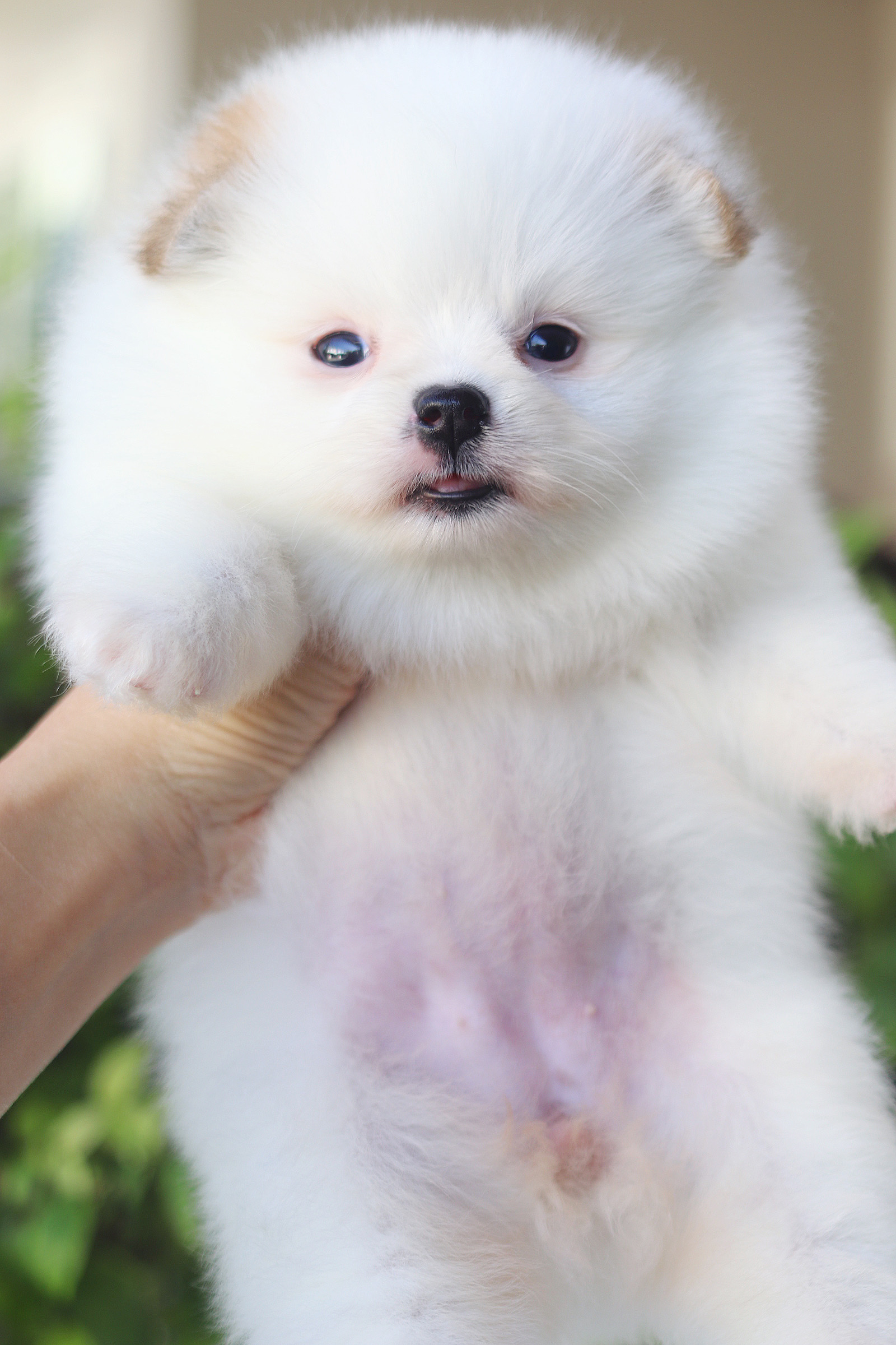 ปอมเมอเรเนียน เพศเมียสีแฟนซี