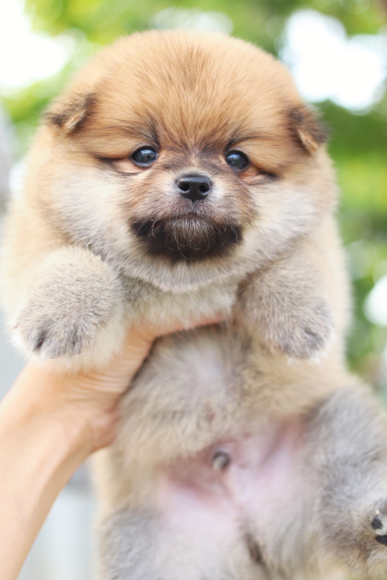 ปอมเมอเรเนียน เพศผู้ สีส้ม