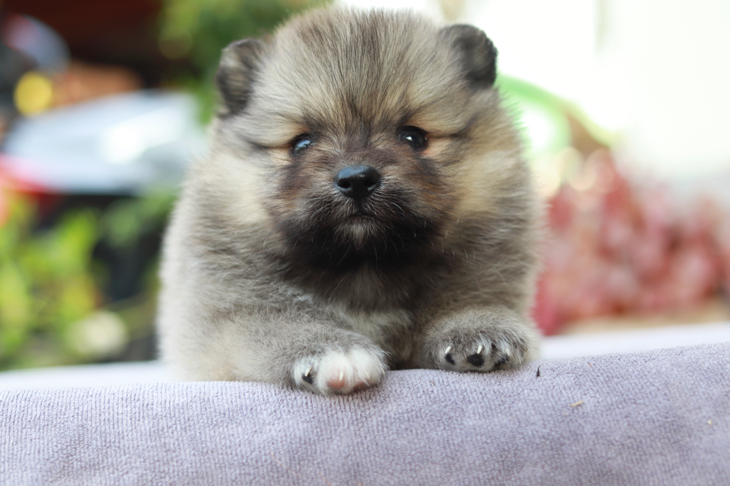 ปอมเมอเรเนียน เพศผู้