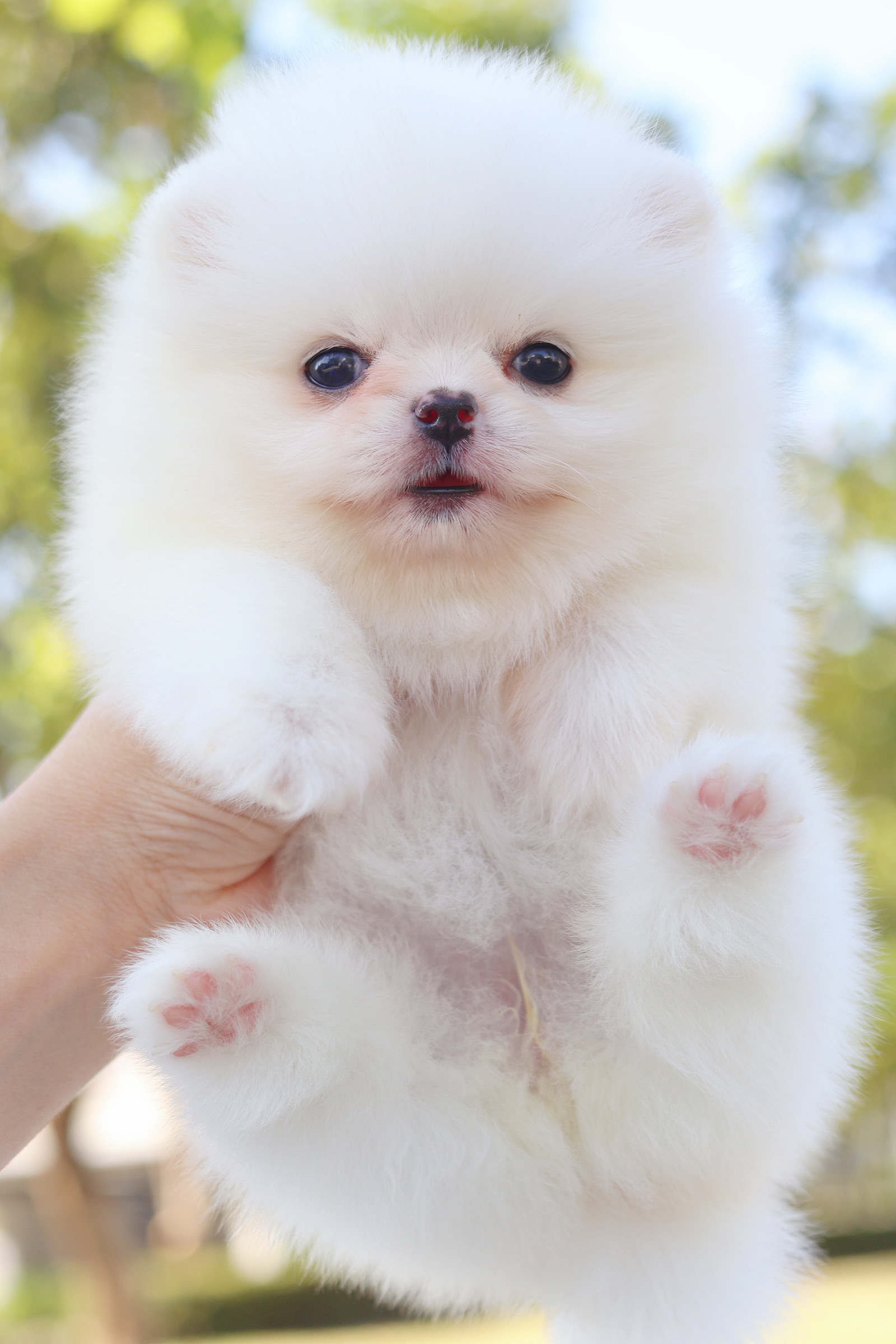 ปอมเมอเรเนียน เพศเมียสีขาวเกรดโชว์