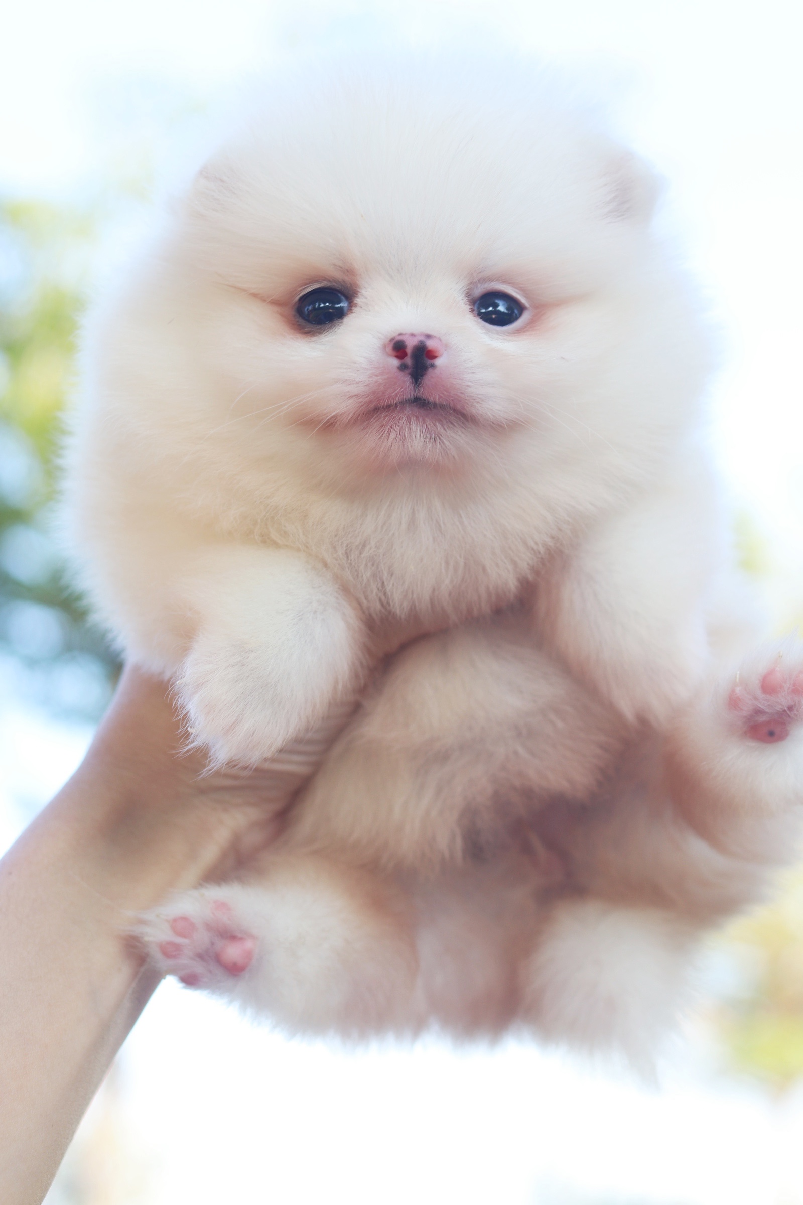 ปอมเมอเรเนียน เพศเมีย ไซส์เล็กขาวครีม