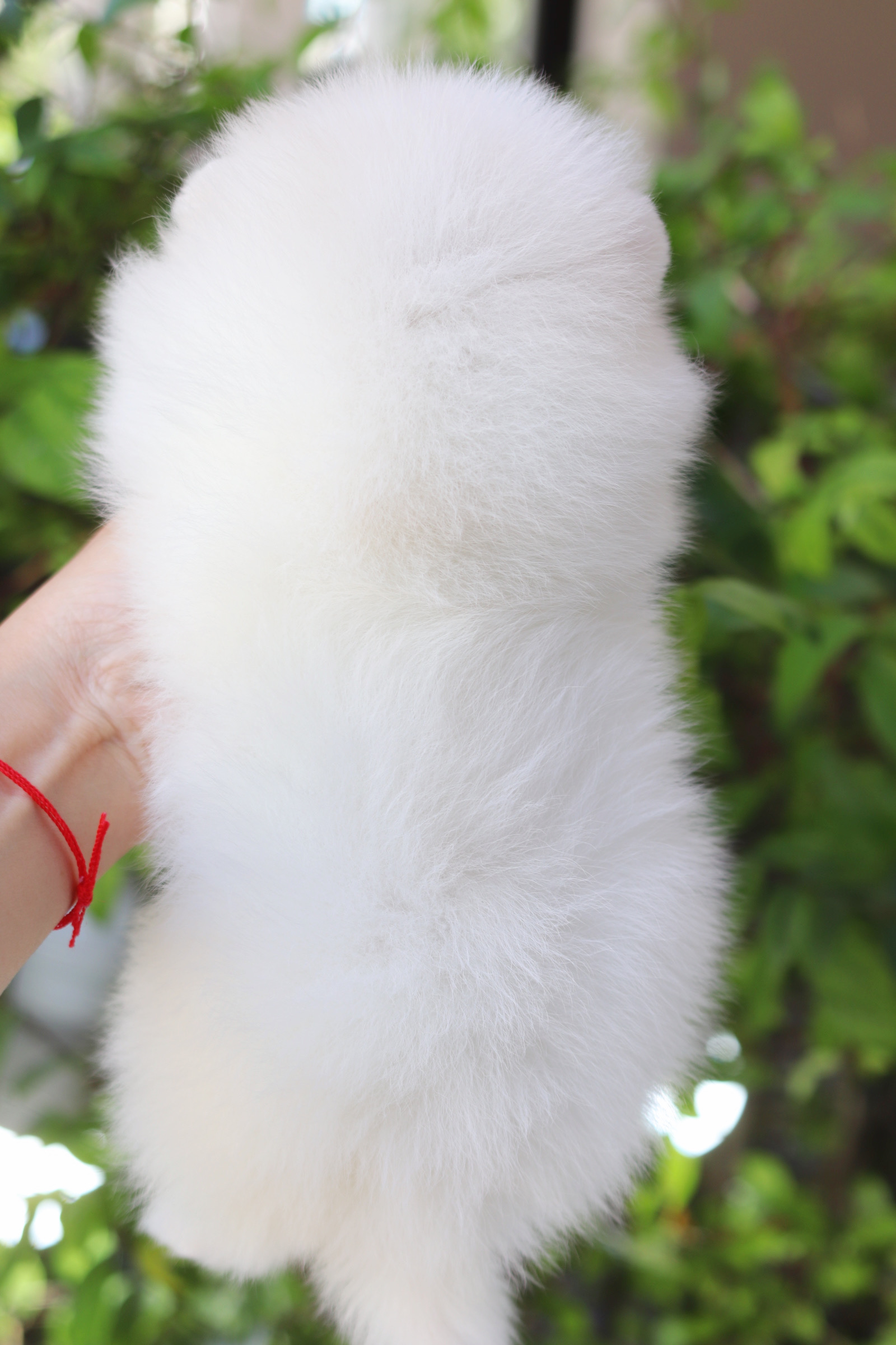 ปอมเมอเรเนียน เพศเมียสีขาว เกรดโชว์