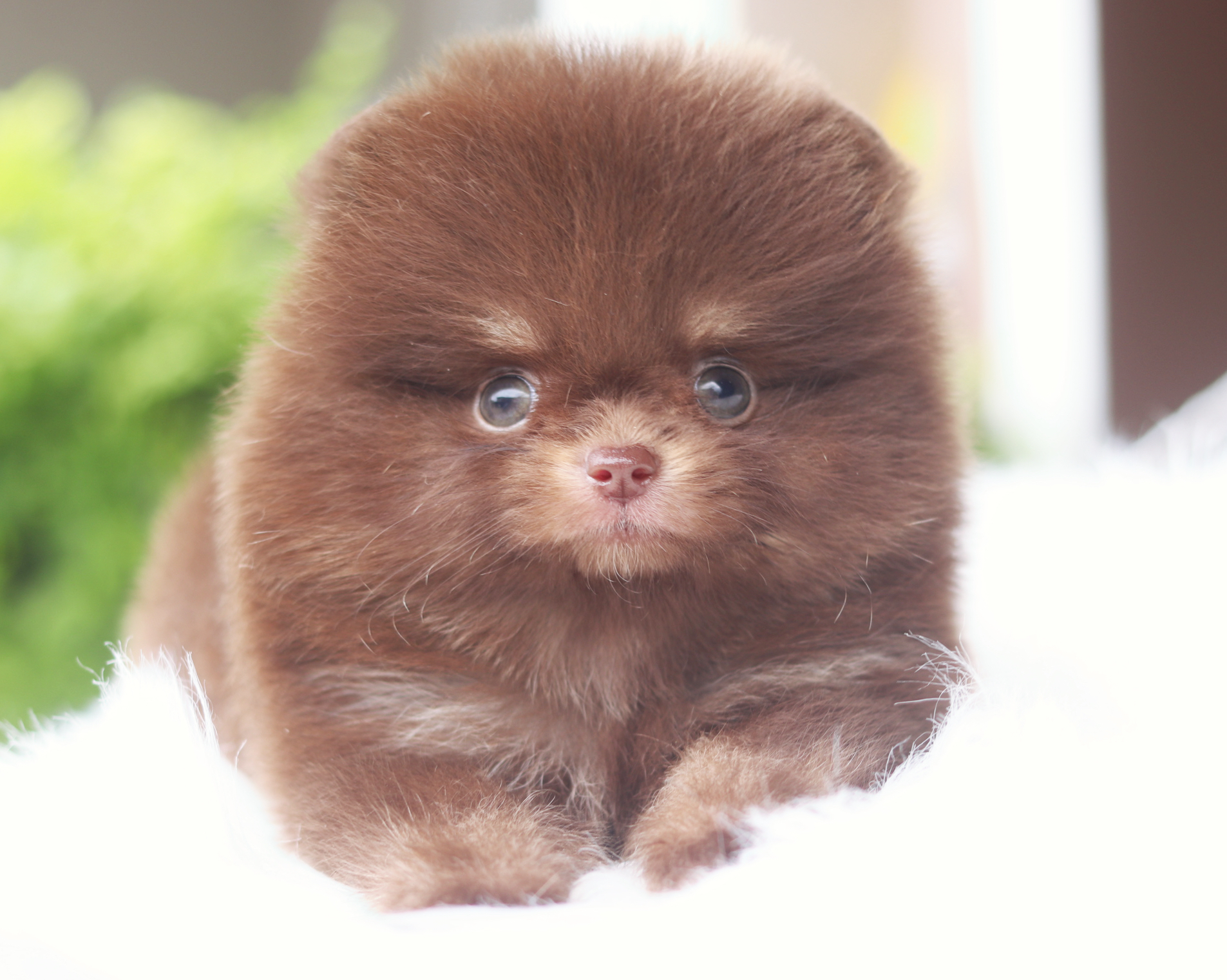 ปอมเมอเรเนียน เพศเมียสีช็อคแทน