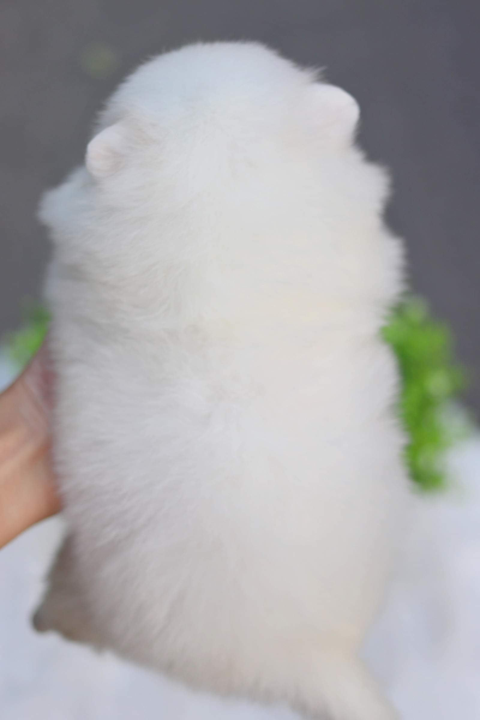 ปอมเมอเรเนียน เพศเมีย