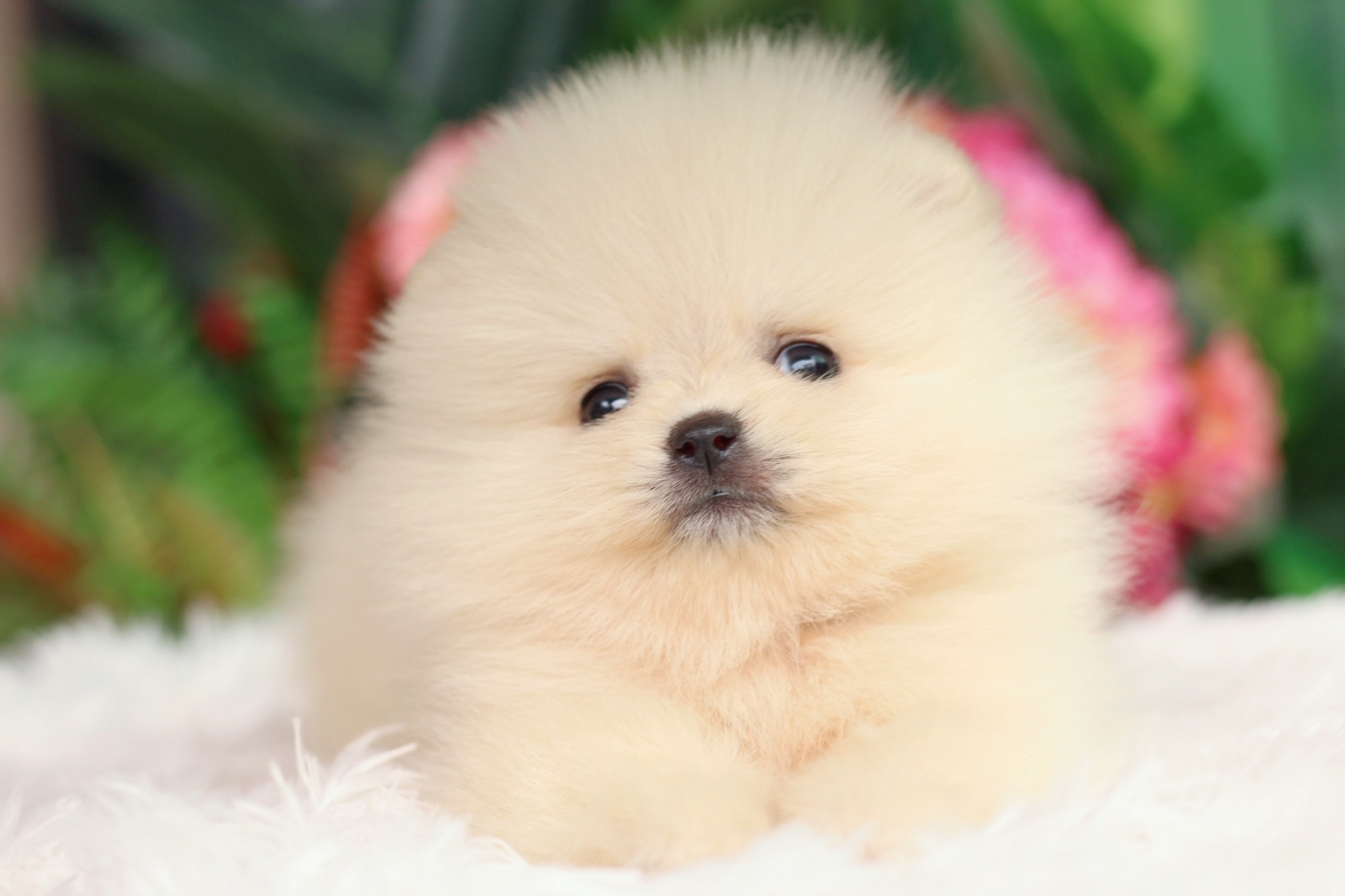 ปอมเมอเรเนียน เพศผู้ สีครีม