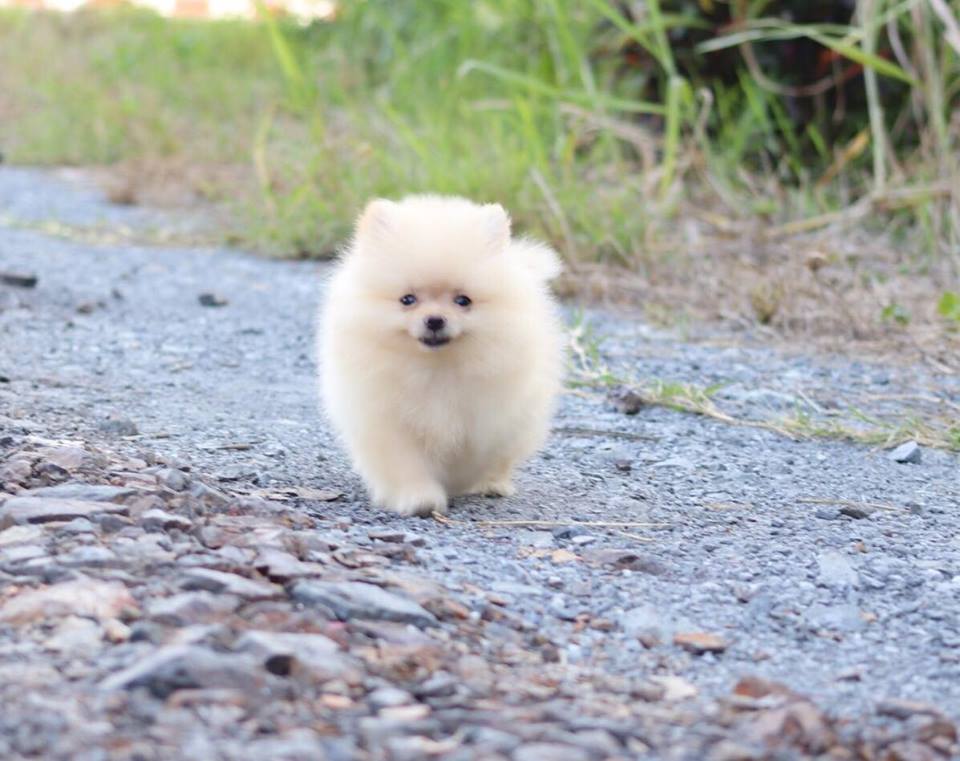 ปอมเมอเรเนียน เพศผู้