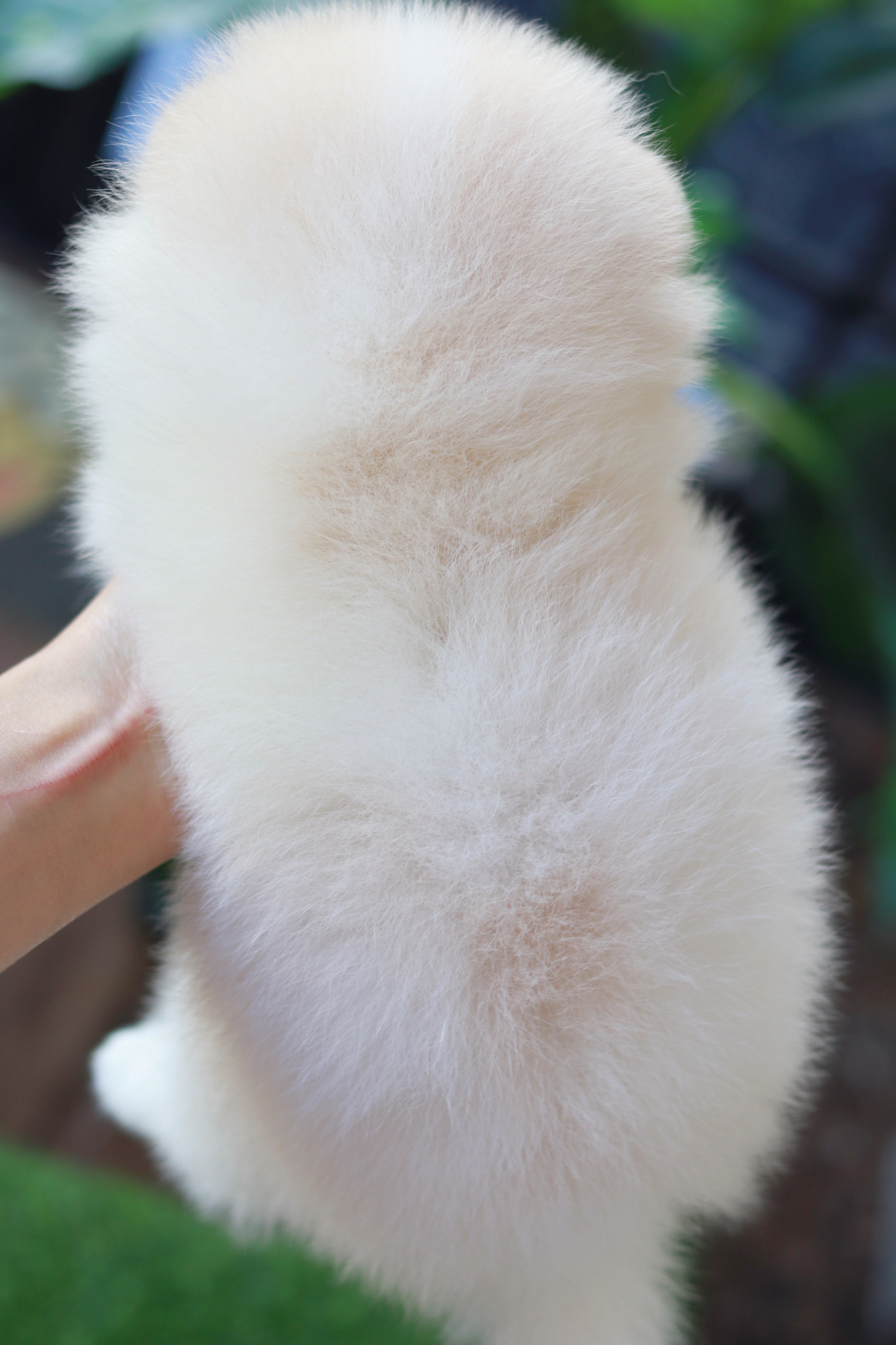 ปอมเมอเรเนียน เพศเมีย ขาวครีม