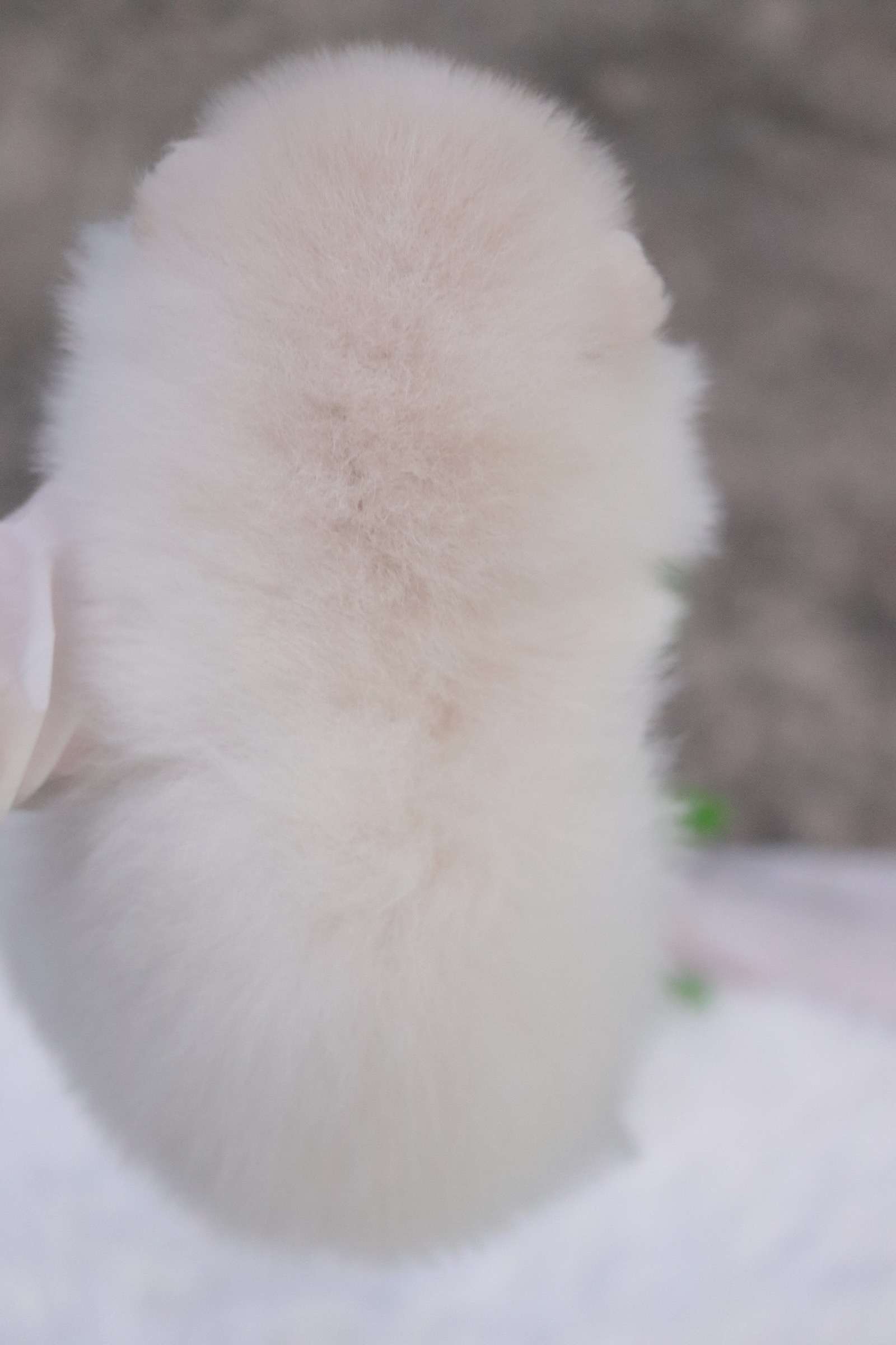 ปอมเมอเรเนียน เพศผู้ สีขาวครีม