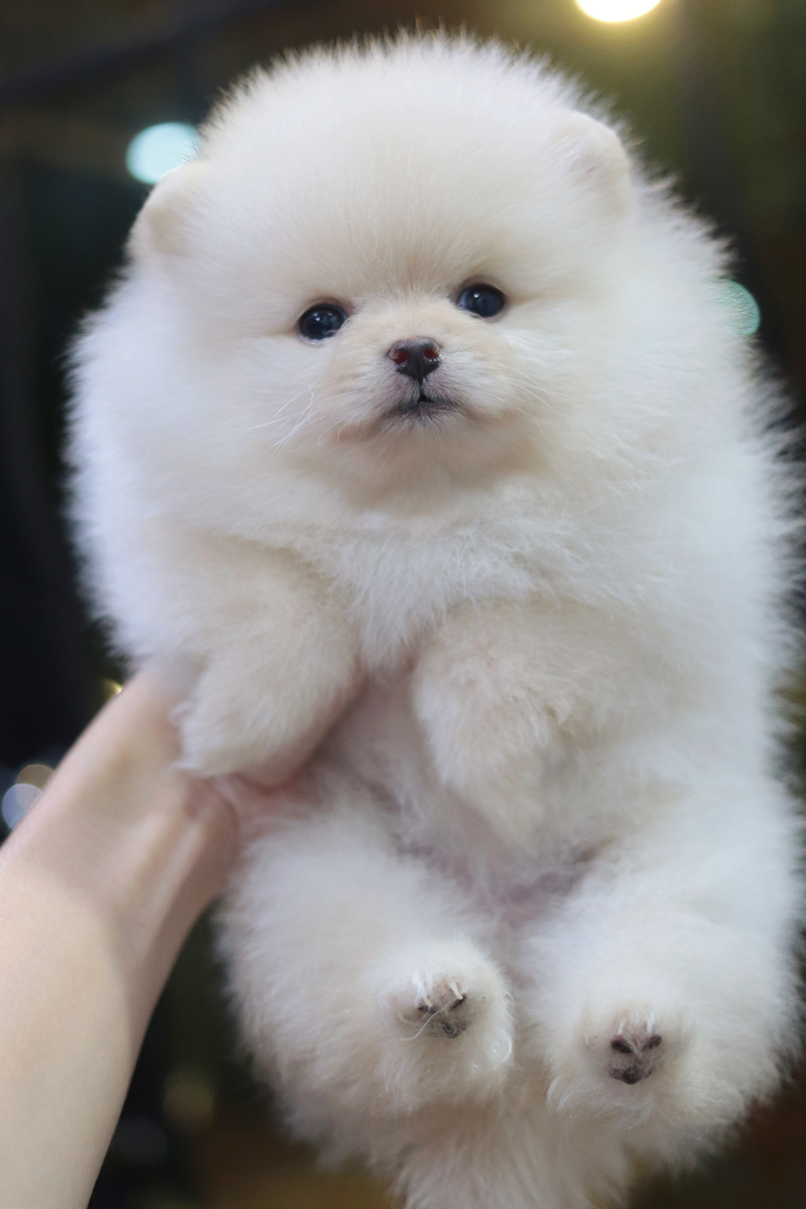 ปอมเมอเรเนียน เพศเมียสีขาวครีมไซส์เล็ก