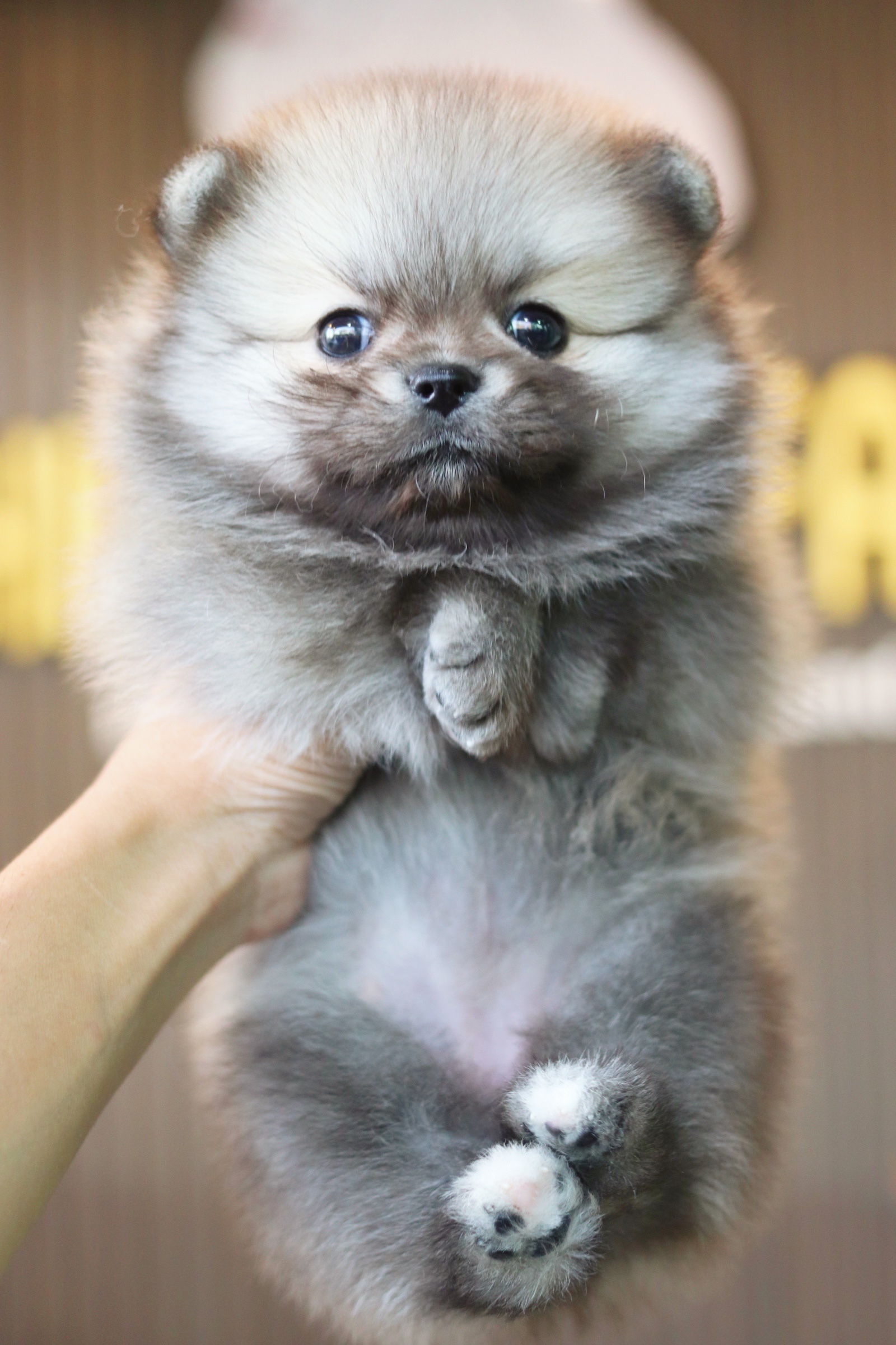 ปอมเมอเรเนียน เพศเมียสีส้ม