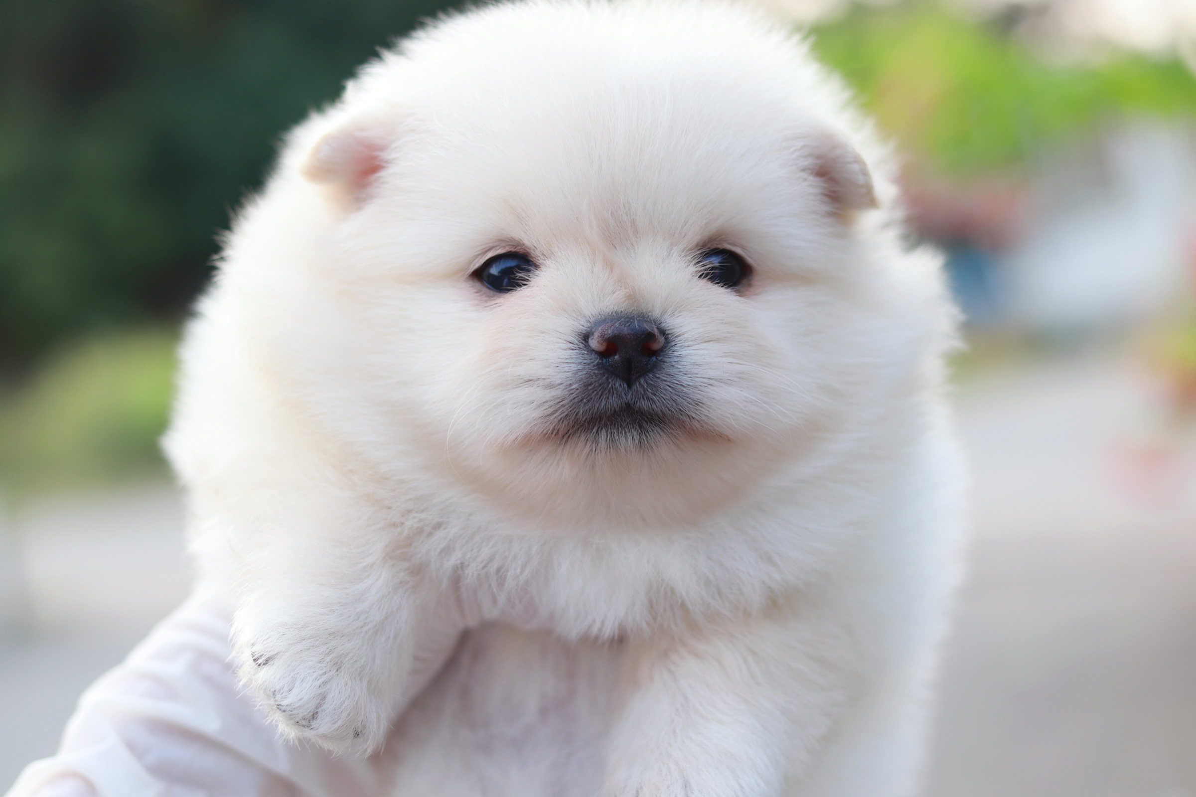 ปอมเมอเรเนียน เพศผู้ขาว