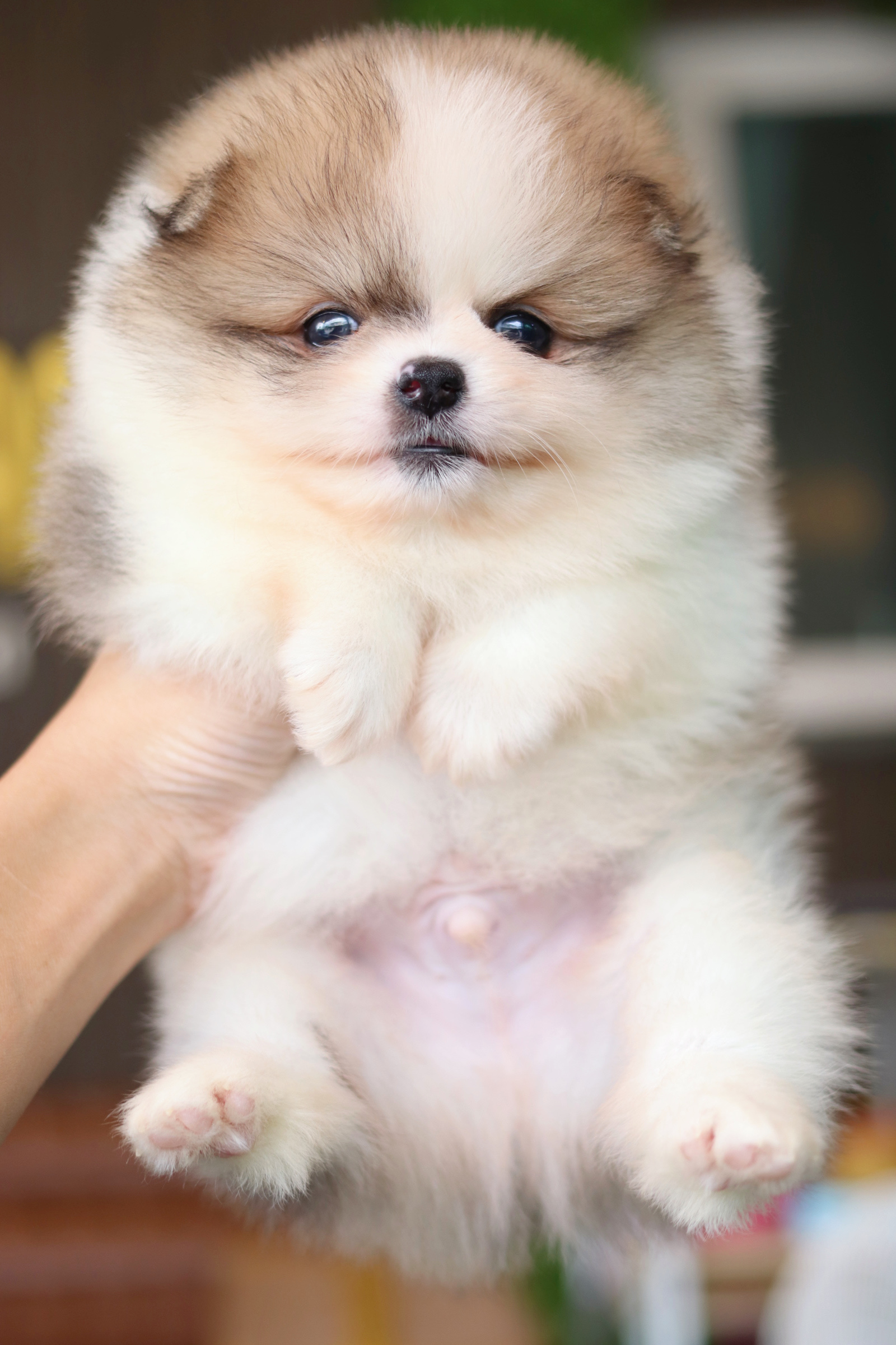 ปอมเมอเรเนียน เพศผู้ แฟนซี