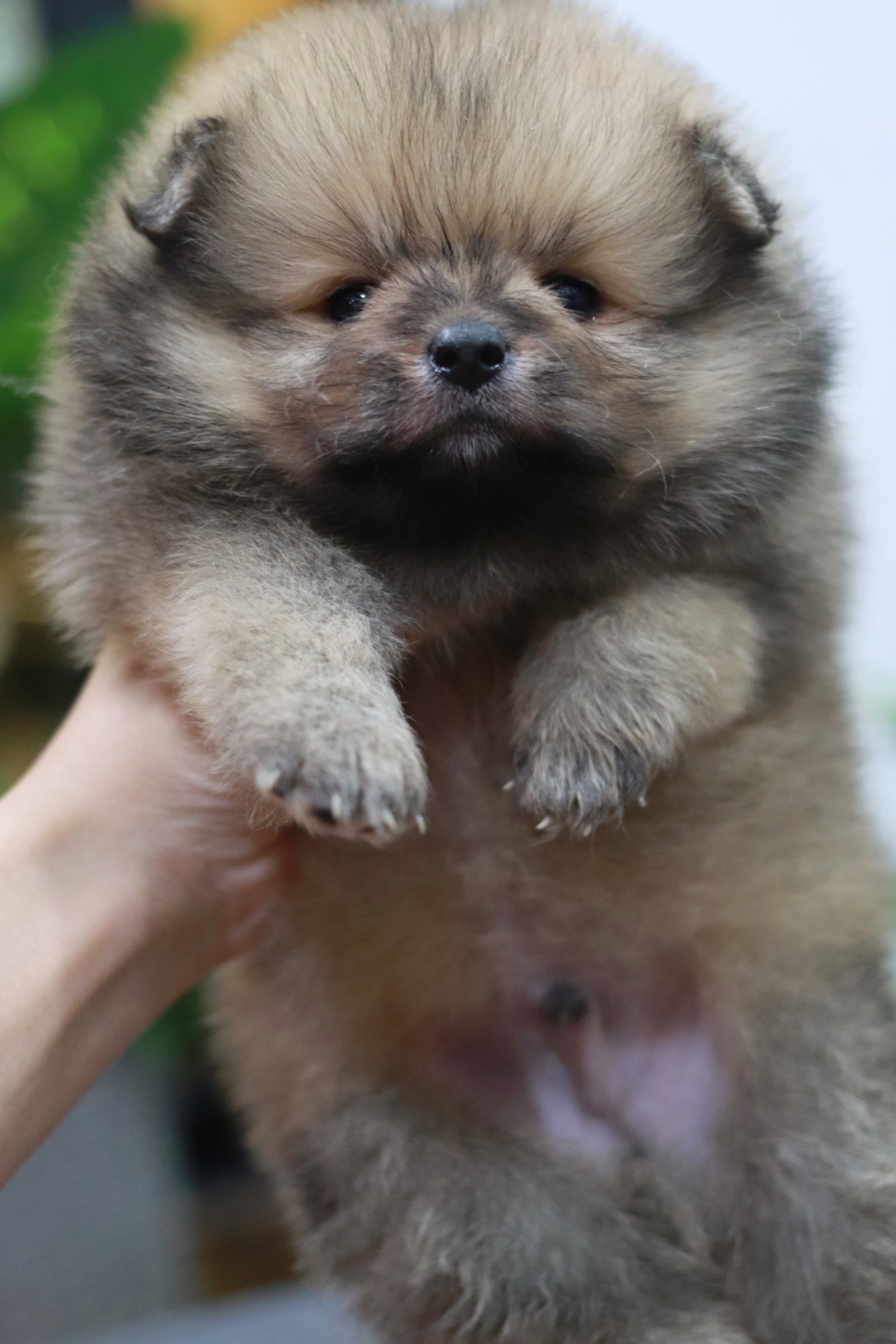 ปอมเมอเรเนียน เพศผู้