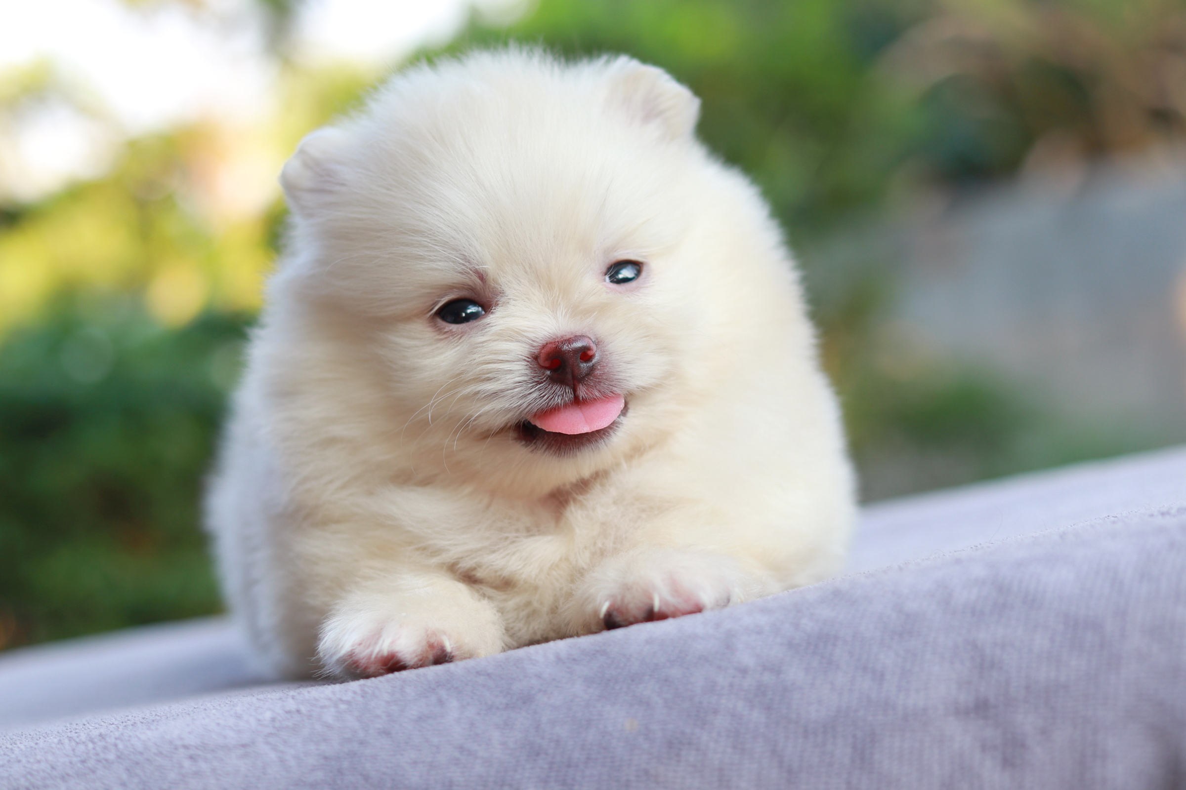 ปอมเมอเรเนียน เพศผู้