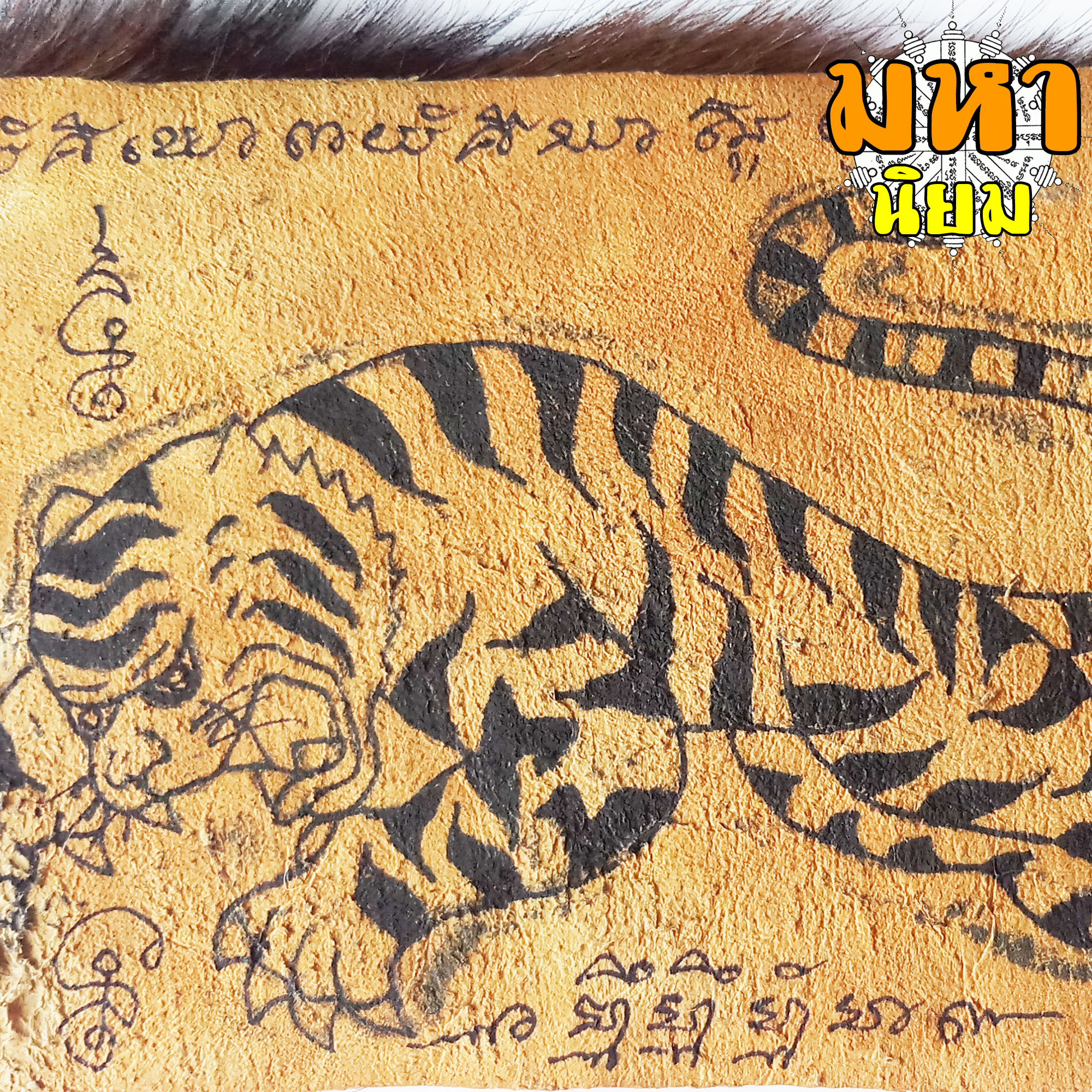 แผ่นหนังเสือ (เสือไฟ) ลงหมึกจารกำกับ เสือตะปบทรัพย์ หลวงพ่อคง วัดบางกะพ้อม จ.สมุทรสงคราม